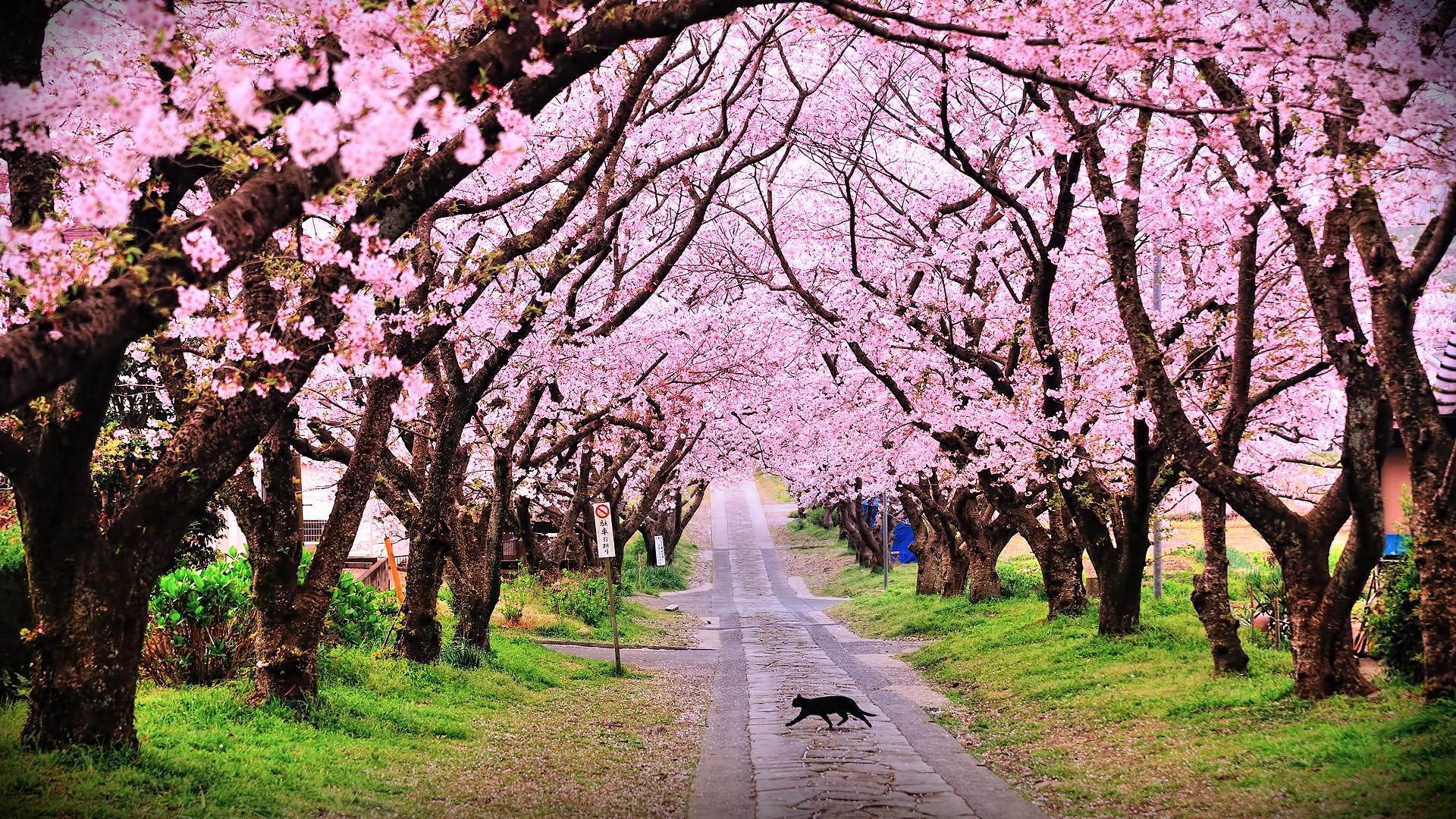 1920x1080 Cherry Blossom Festival Meghalaya