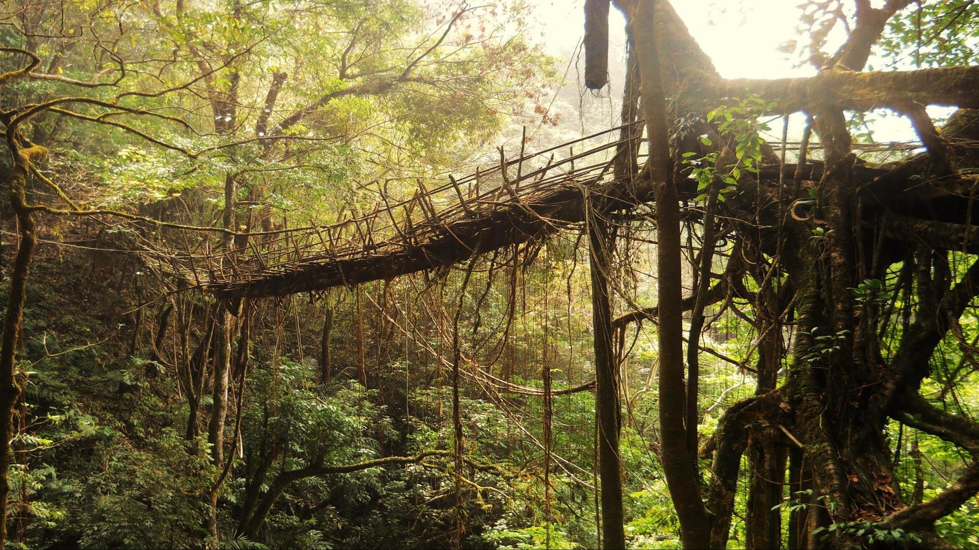 1920x1080 What cues do the root bridges of Meghalaya hold for futuristic architecture?