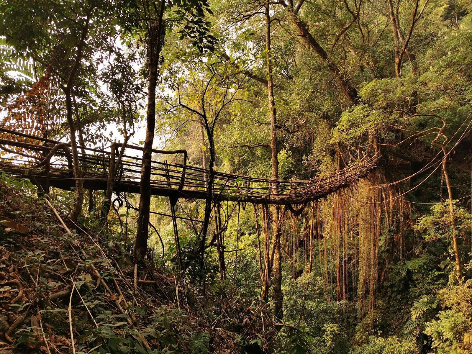 1600x1200 Living Root Bridge In Meghalaya India (Photo Credit To U Draigars) [3648 X 2736]: Wallpaper