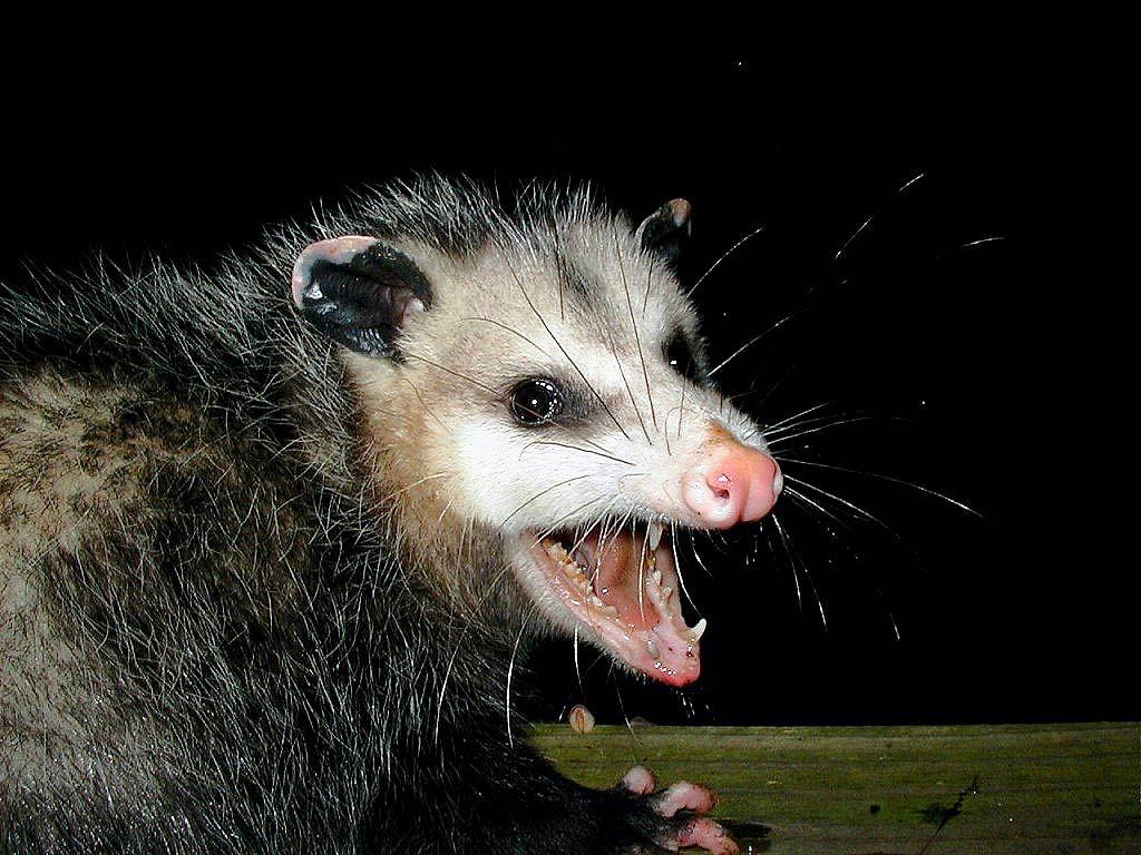 1024x768 Opossum HD