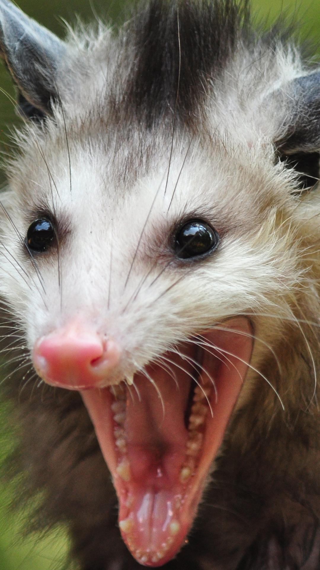 Possum Wallpapers - Top Free Possum Backgrounds - WallpaperAccess