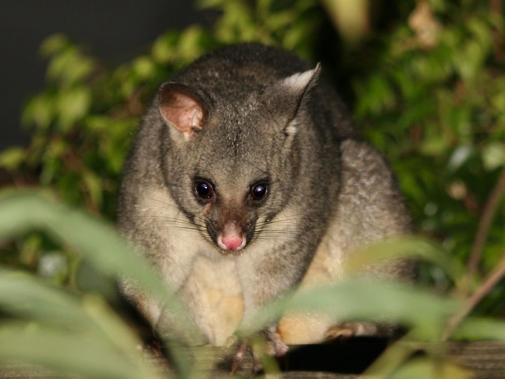 Possum Wallpapers - Top Free Possum Backgrounds - WallpaperAccess