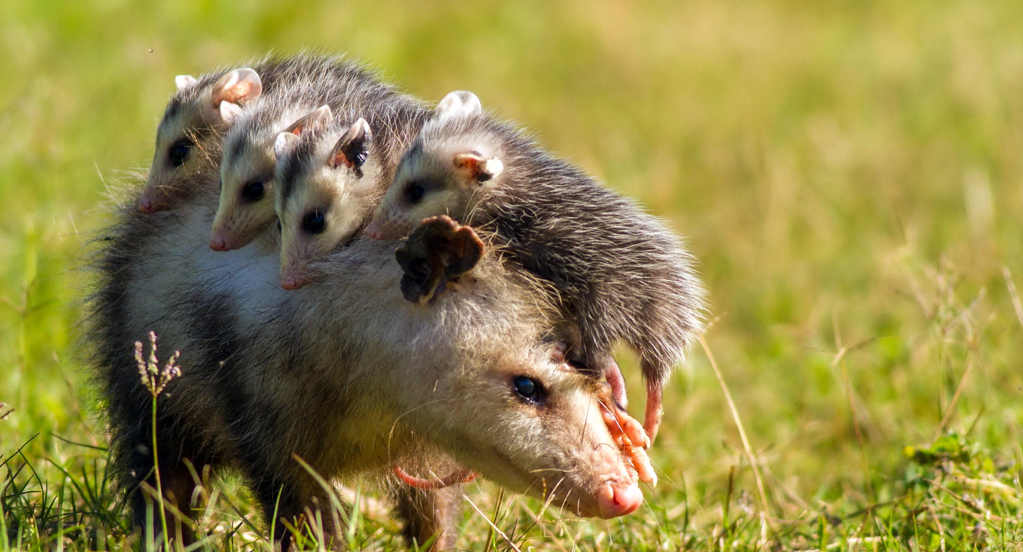 3378x1823 Animal Opossum HD Wallpaper