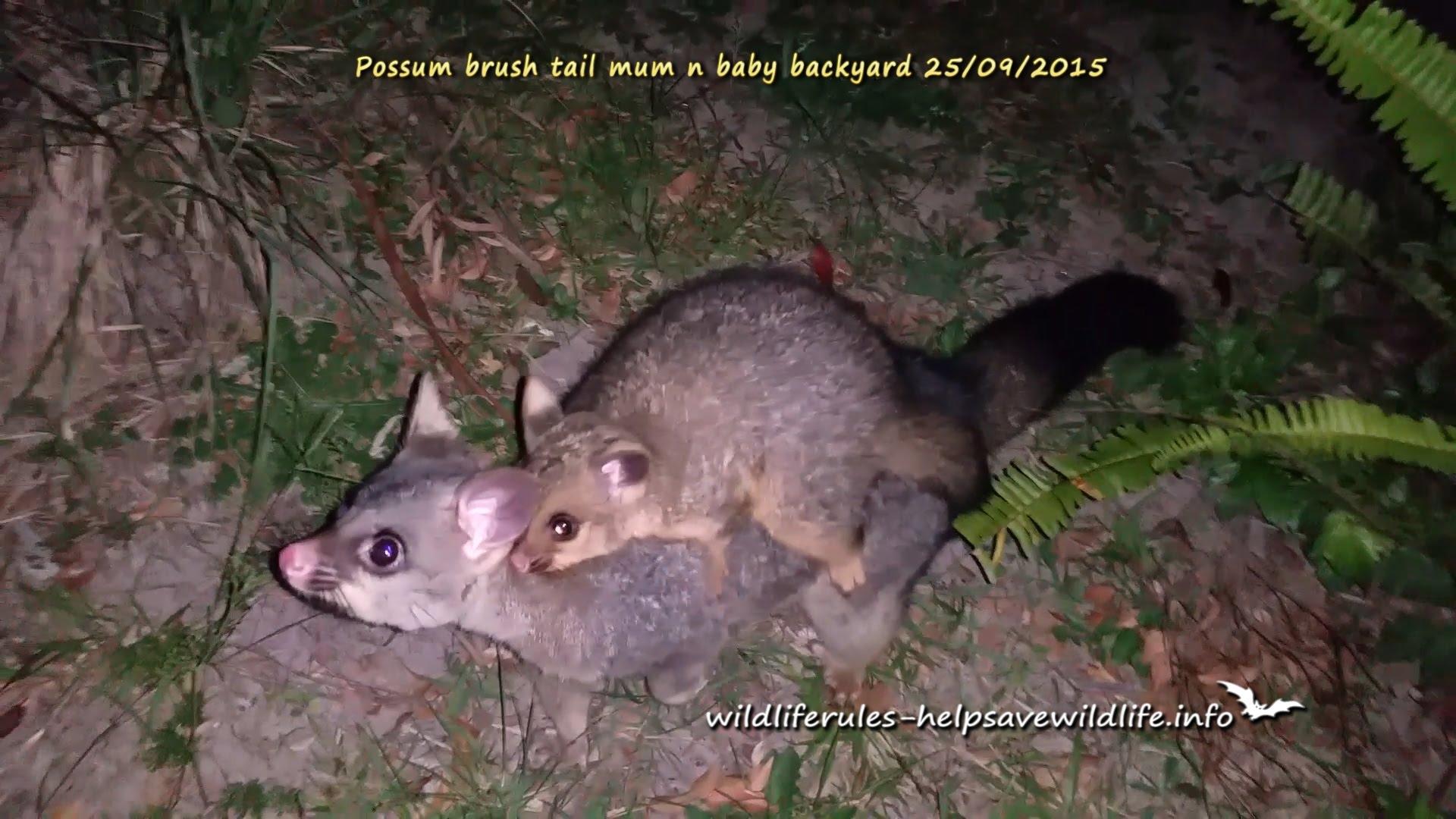 1920x1080 Possum With Baby
