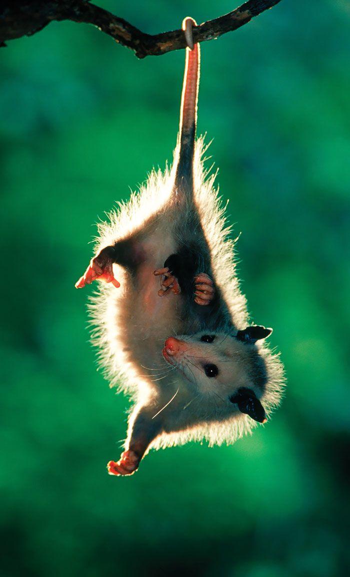 700x1151 Possum. Awesome possum, Animals wild, Opossum