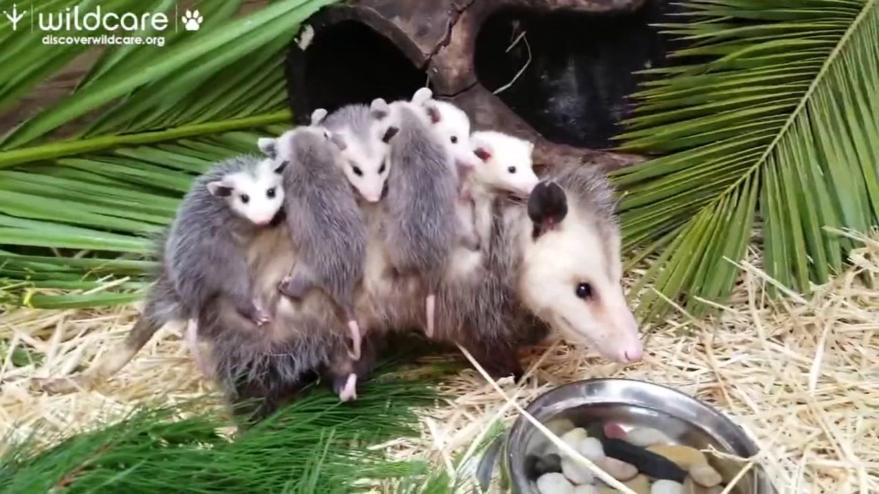 1280x720 Mom Chauffeurs Baby Opossums In Adorable Video After Recovering From Being Hit By Car Raleigh Durham