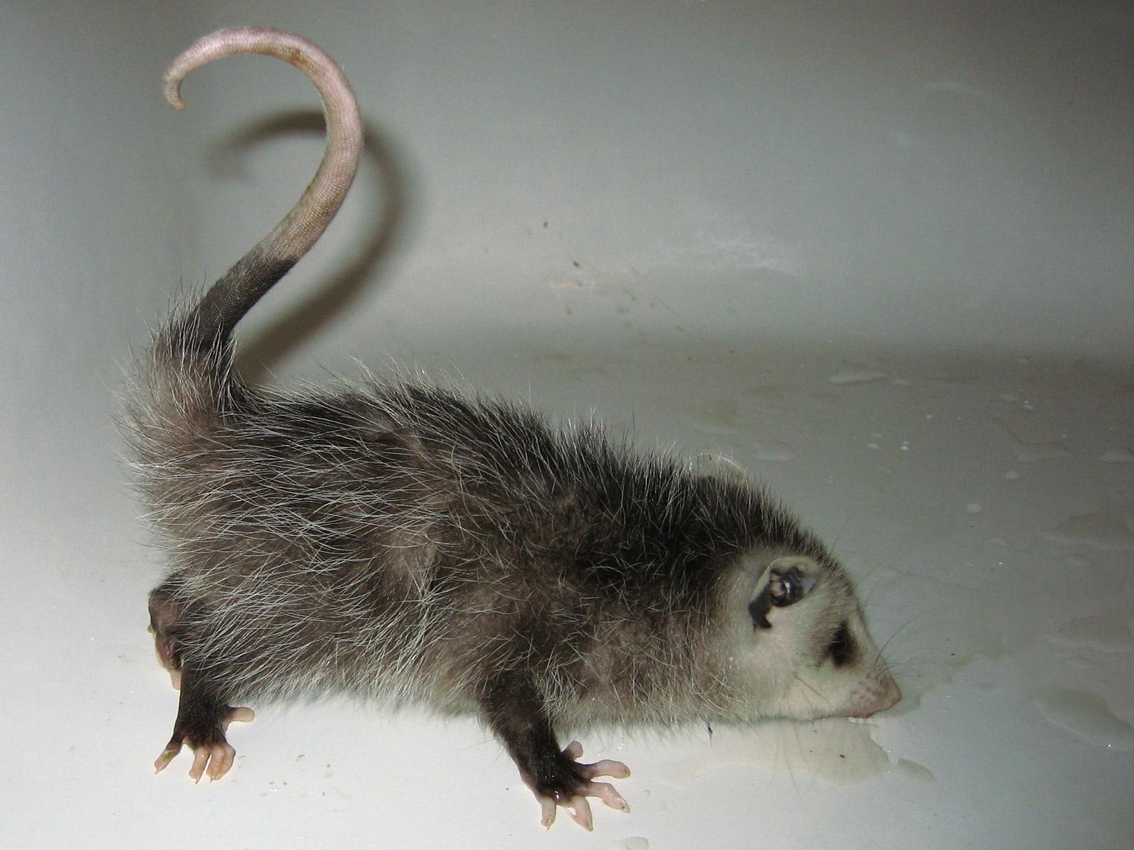 1600x1200 Cute Baby Opossum Photo Photographs Picture & Oppossum Image
