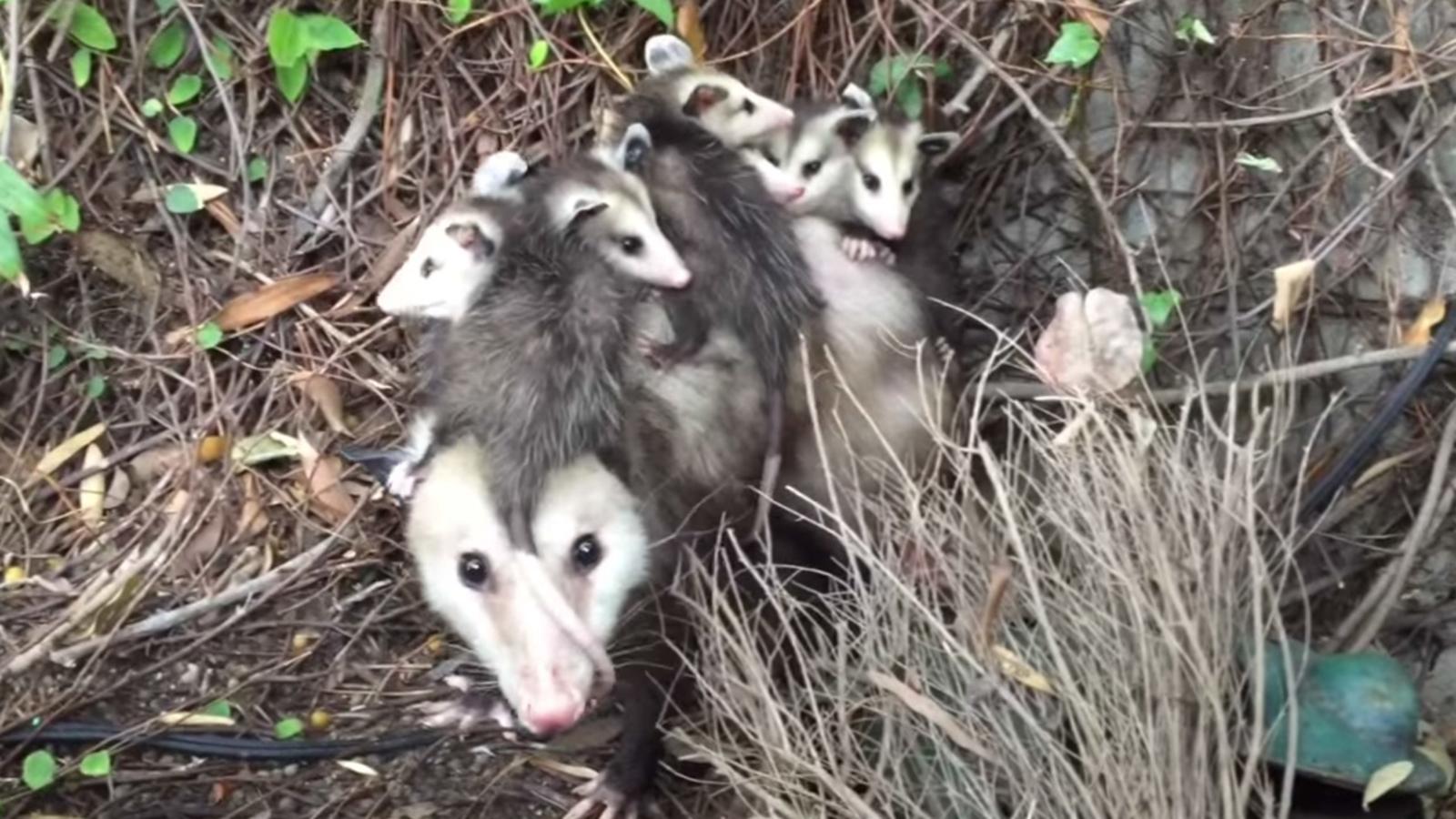 1600x900 VIDEO: Beverly Grove woman finds opossum and its babies in her closet Los Angeles