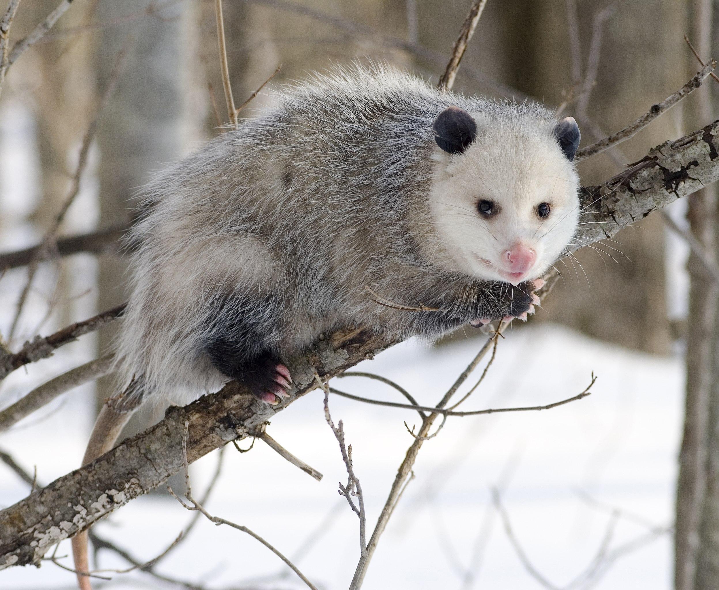 2495x2048 Opossum