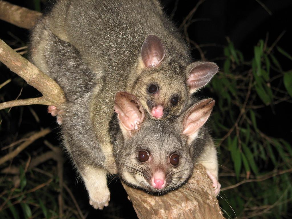 1024x768 Possum With Baby Queen Unicorn And Jessowey Wallpaper