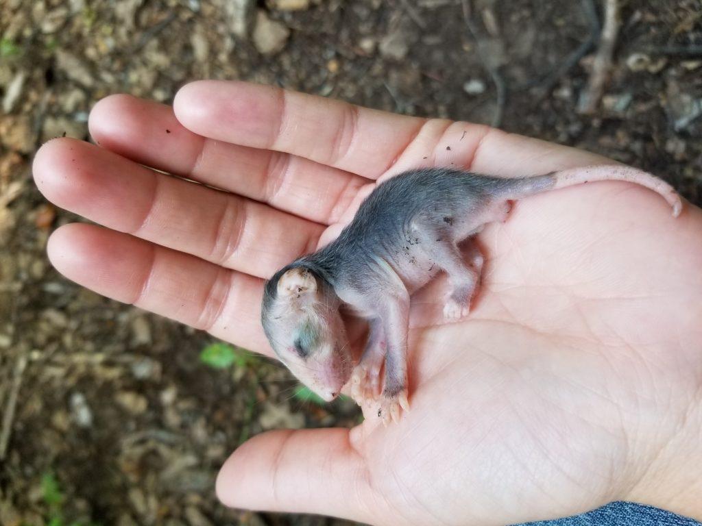 1024x768 Awesome Possum