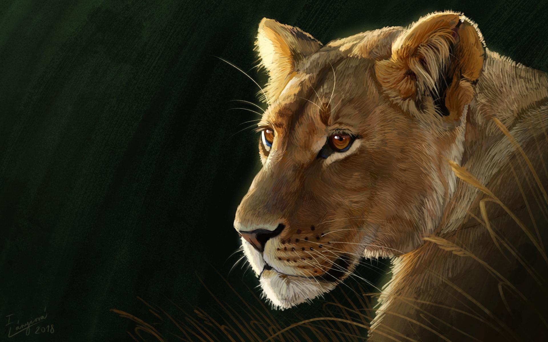 1920x1200 Female Lion HD Wallpaper