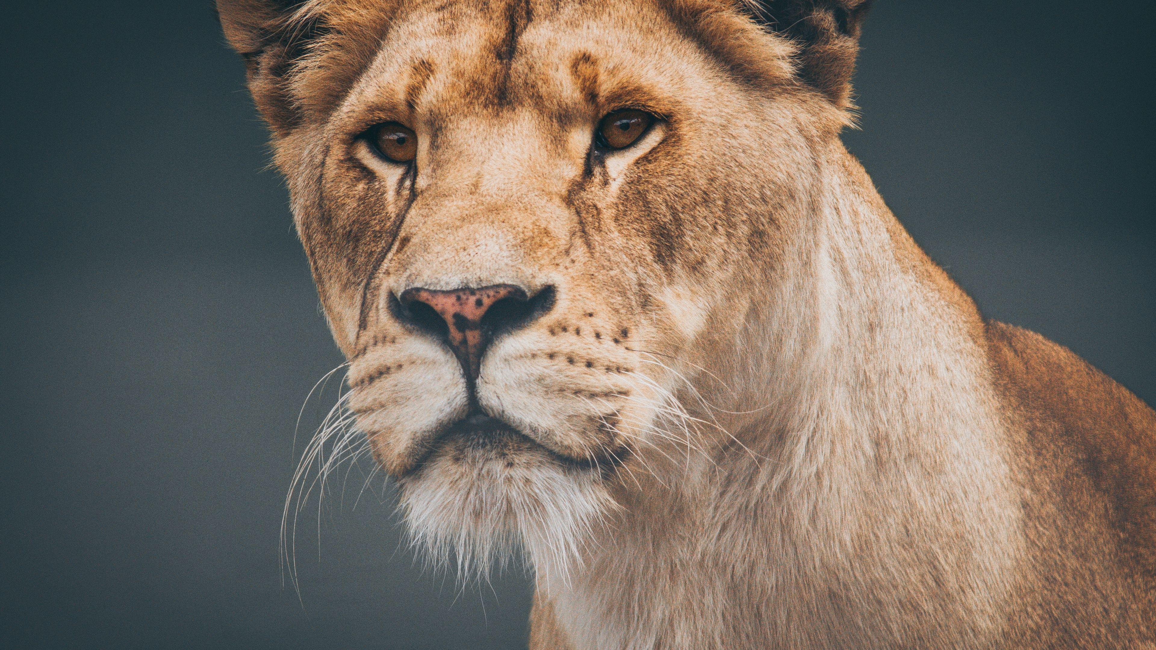 3840x2160 Wallpaper 4k Female Lioness 4k 4k Wallpaper, Animals Wallpaper, Hd Wallpaper, Lion Wallpaper, Lioness Wallpaper