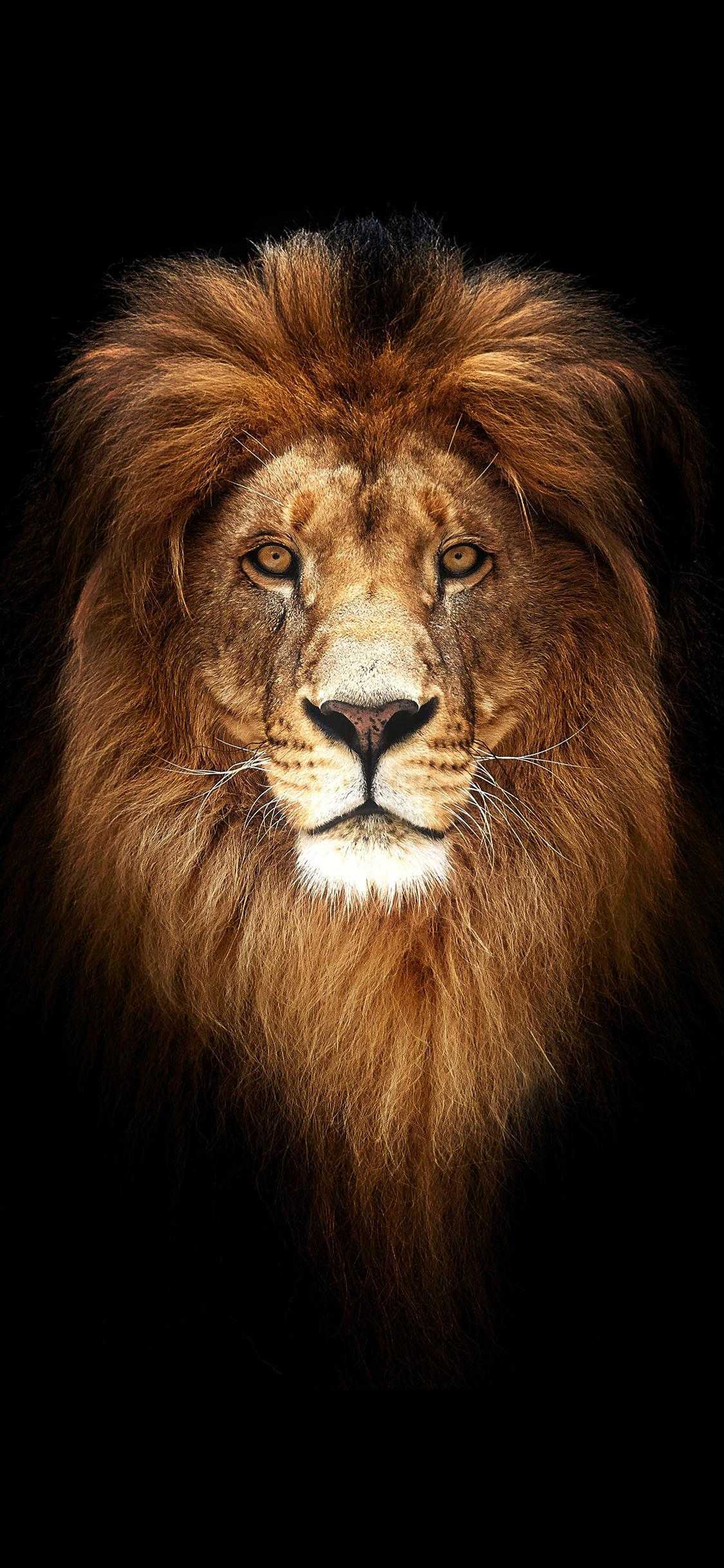 1125x2436 Lion Wallpaper