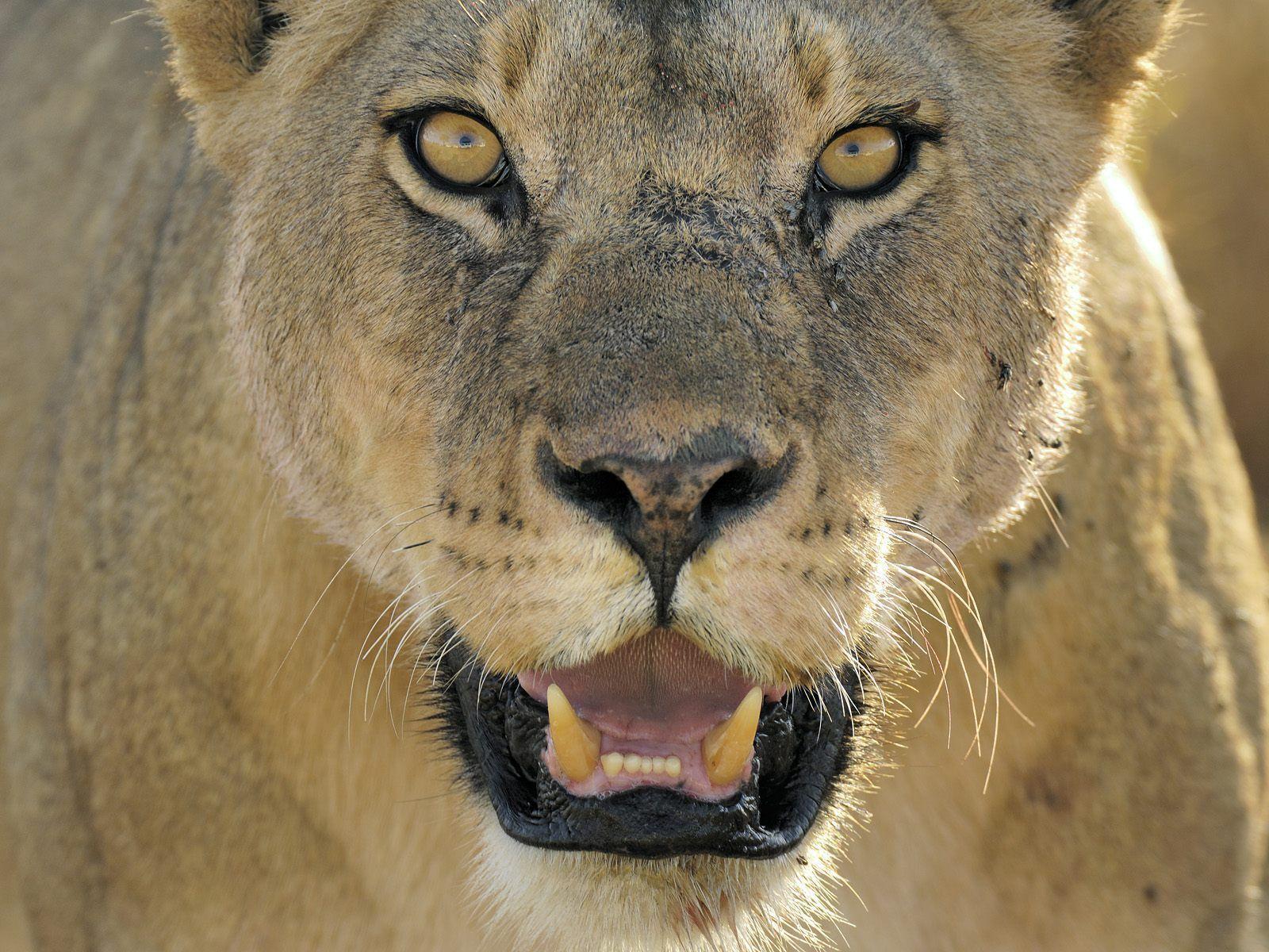 1600x1200 Animals: Female African Lion, Serengeti National Park, Tanzania, desktop wallpap
