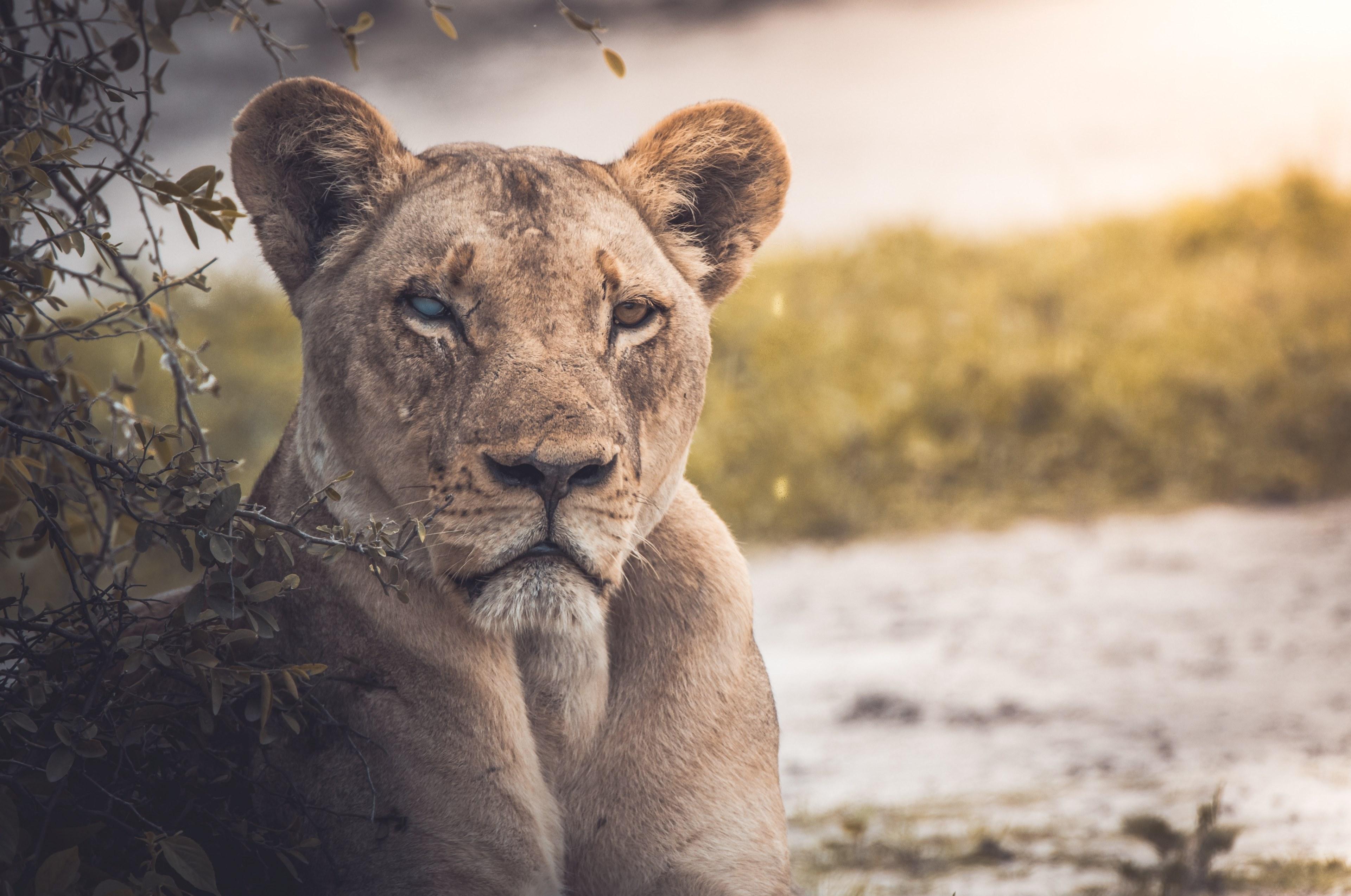 3840x2547 Wallpaper / close up of a female lion near a creek, blind lioness 4k wallpaper