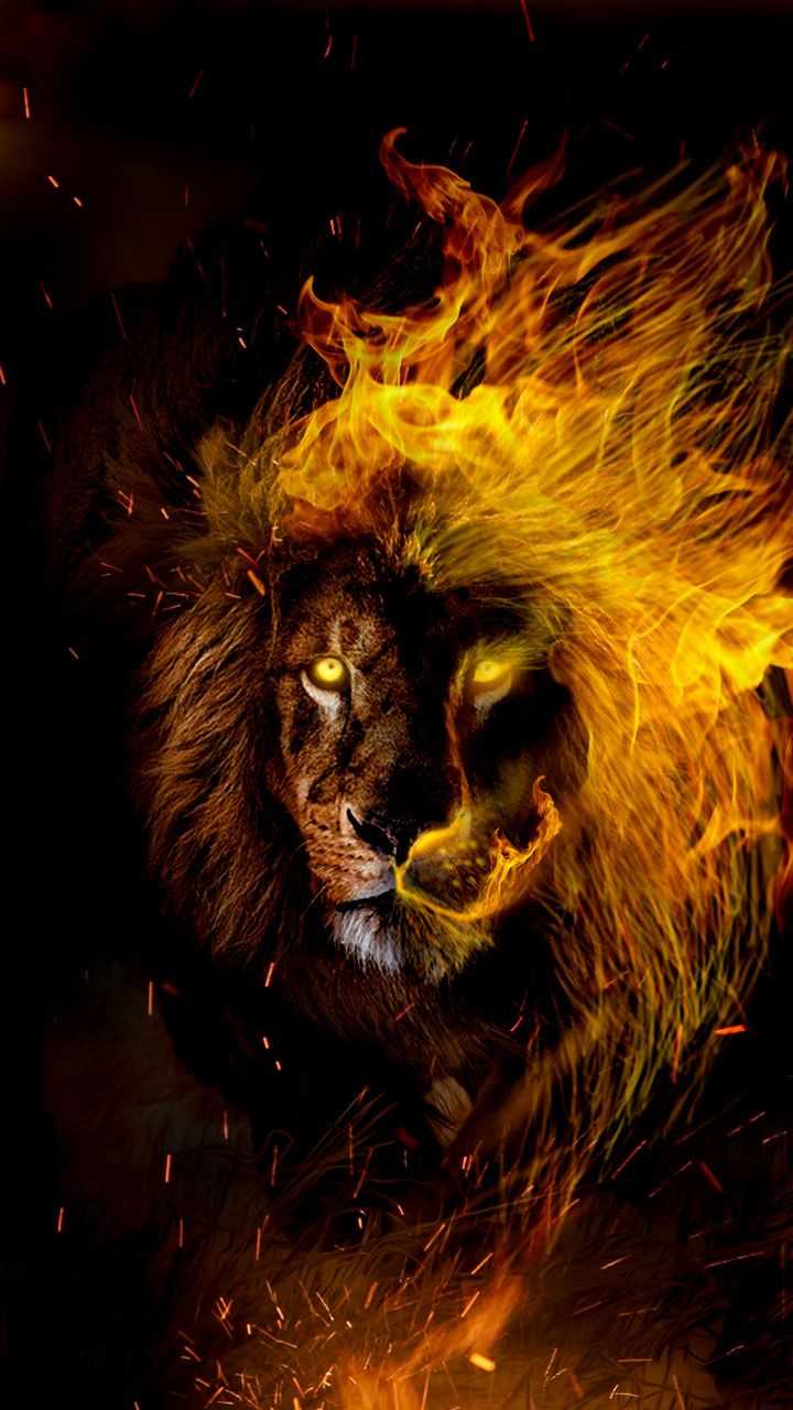 720x1280 Lion Wallpaper