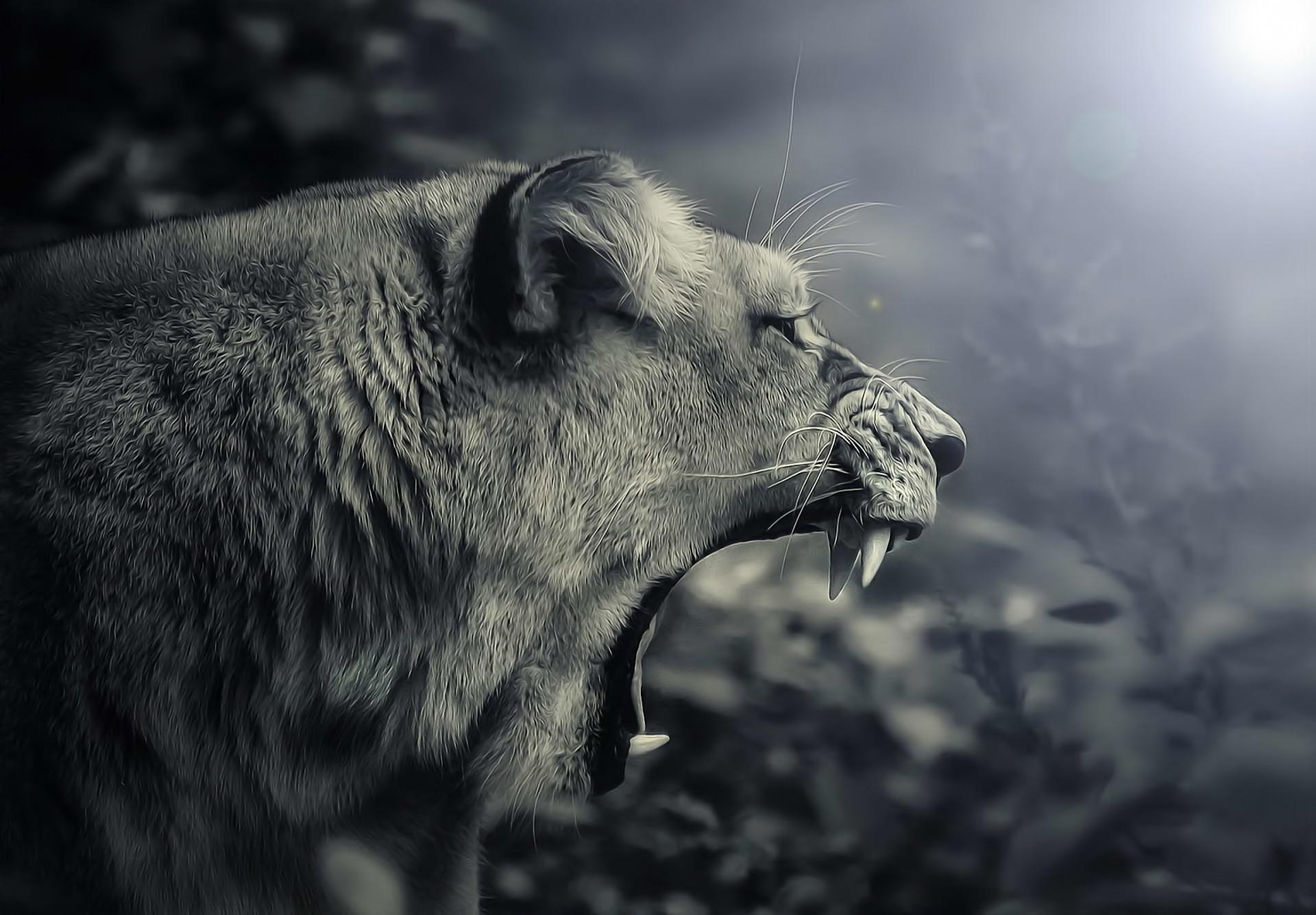 1920x1335 Lion Wallpaper Black and White