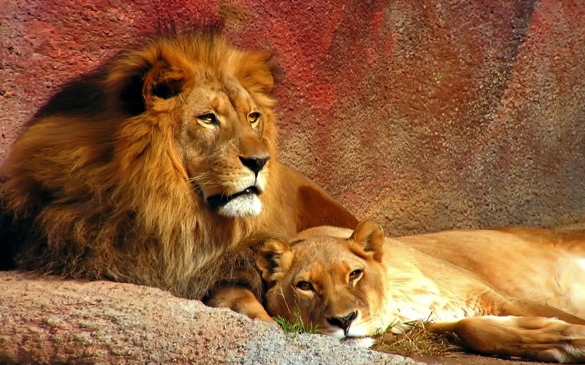 1920x1200 Couple Male And Female Lions Desktop Wallpaper HD :