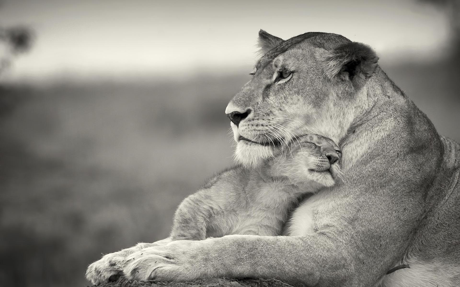 1920x1200 Wallpaper cub, female, family, young lion, lioness, lion desktop wallpaper Animals