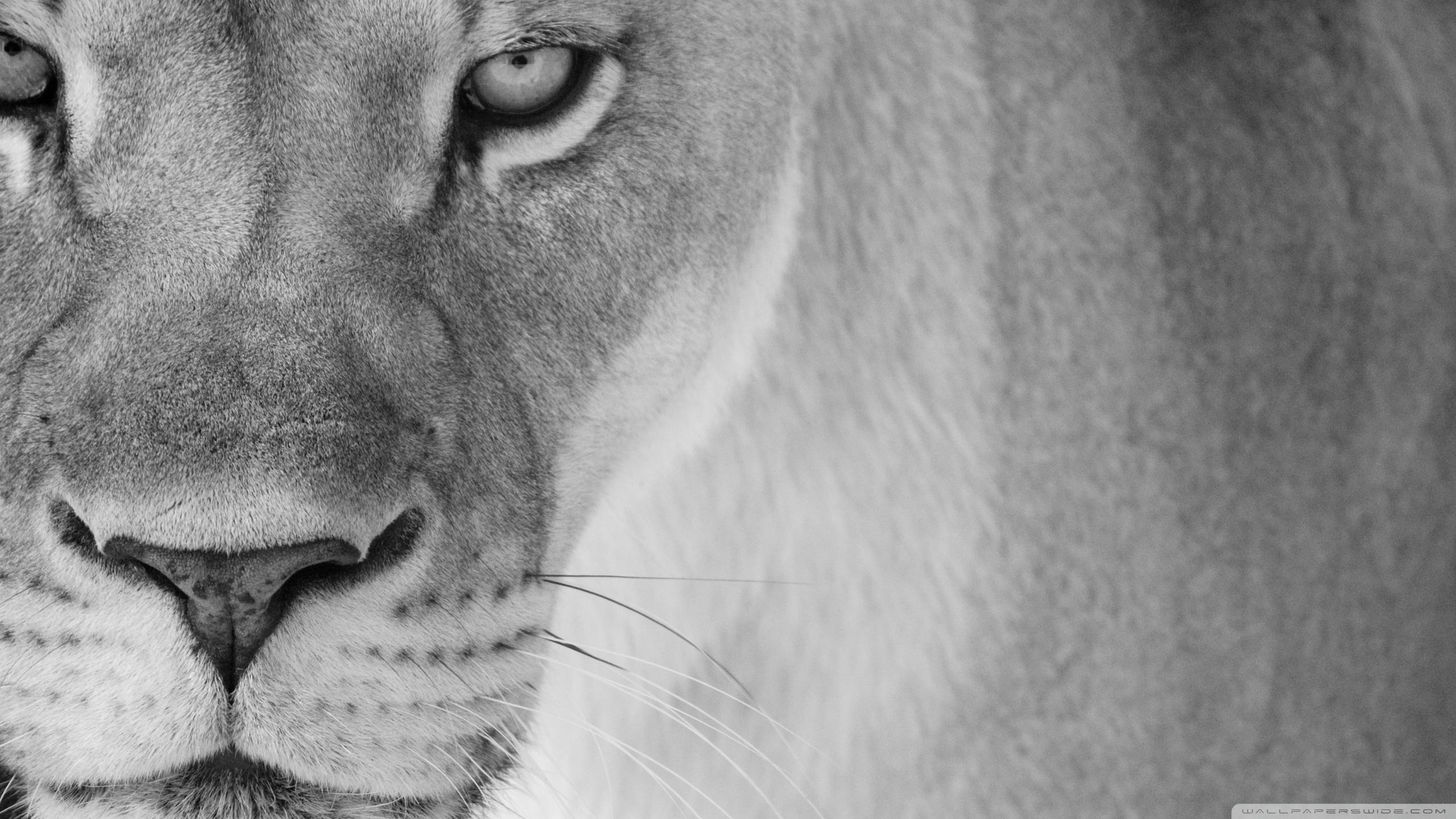 2560x1440 Mother Lion Ultra HD Desktop Background Wallpaper for 4K UHD TV : Tablet