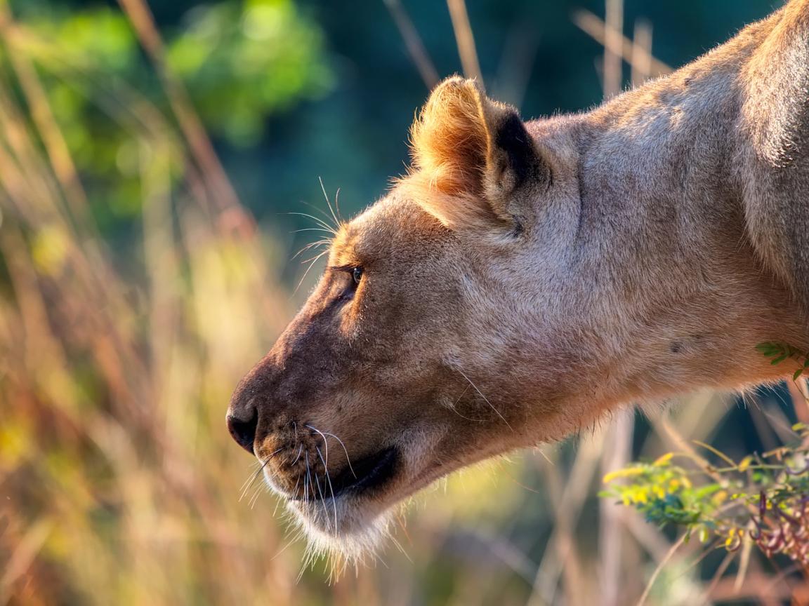 1152x864 Desktop Wallpaper Female Lion, Lioness, Predator Muzzle, HD Image, Picture, Background, Ig37fb