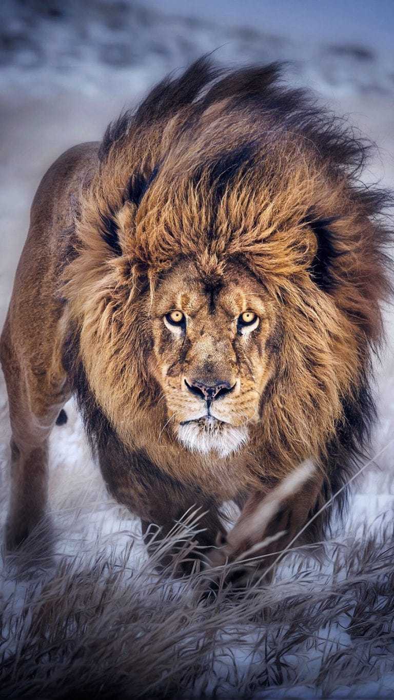 768x1365 Lion Wallpaper