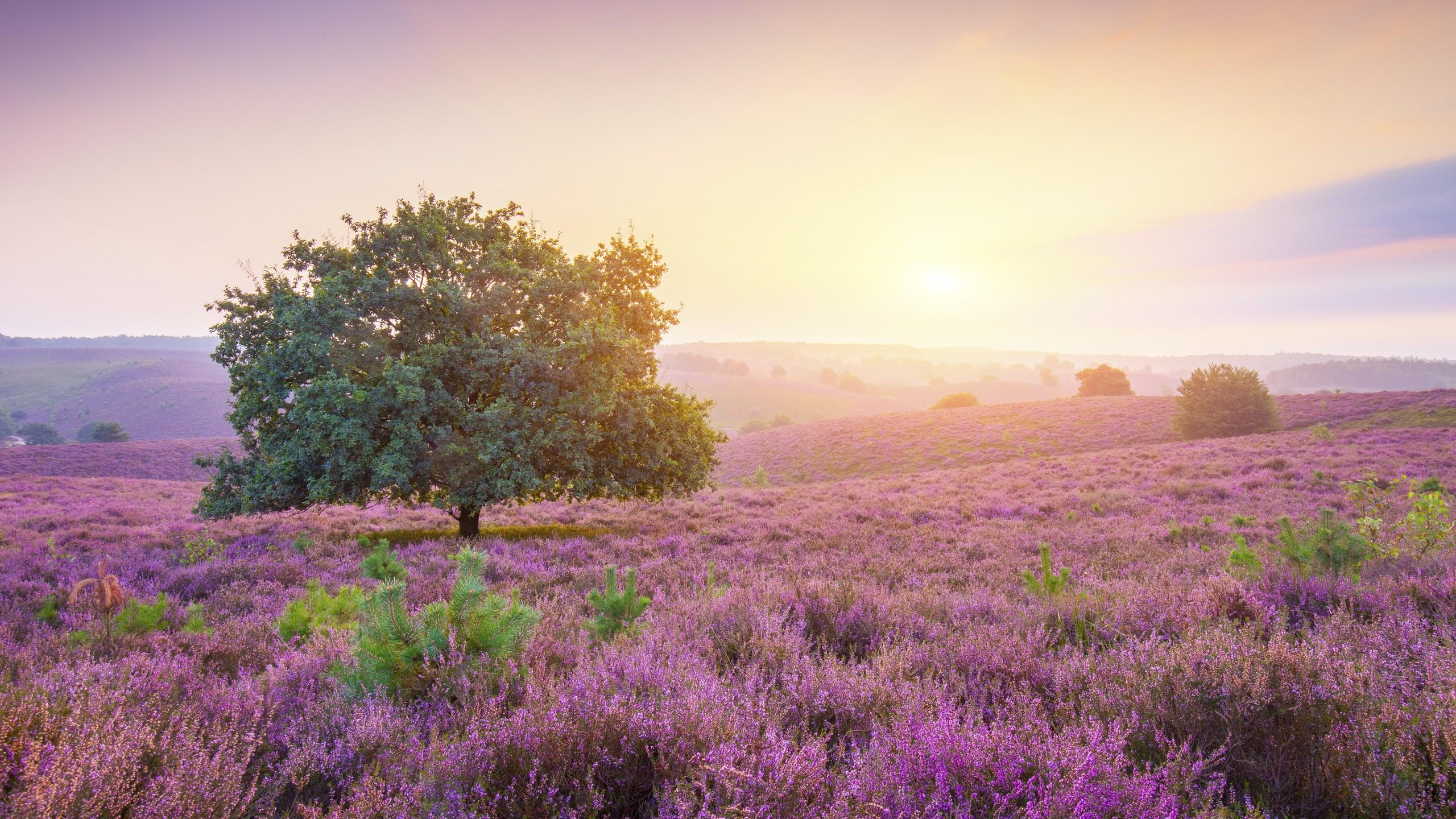 2560x1440 Wallpaper MacBook Pro, 4k, HD wallpaper, Trees, Rocks, Sunlight, sunrise, Nature
