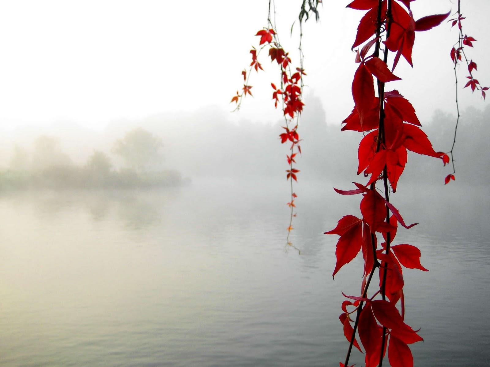 1600x1200 Download HD Red Wallpaper For Desktop And Mobile