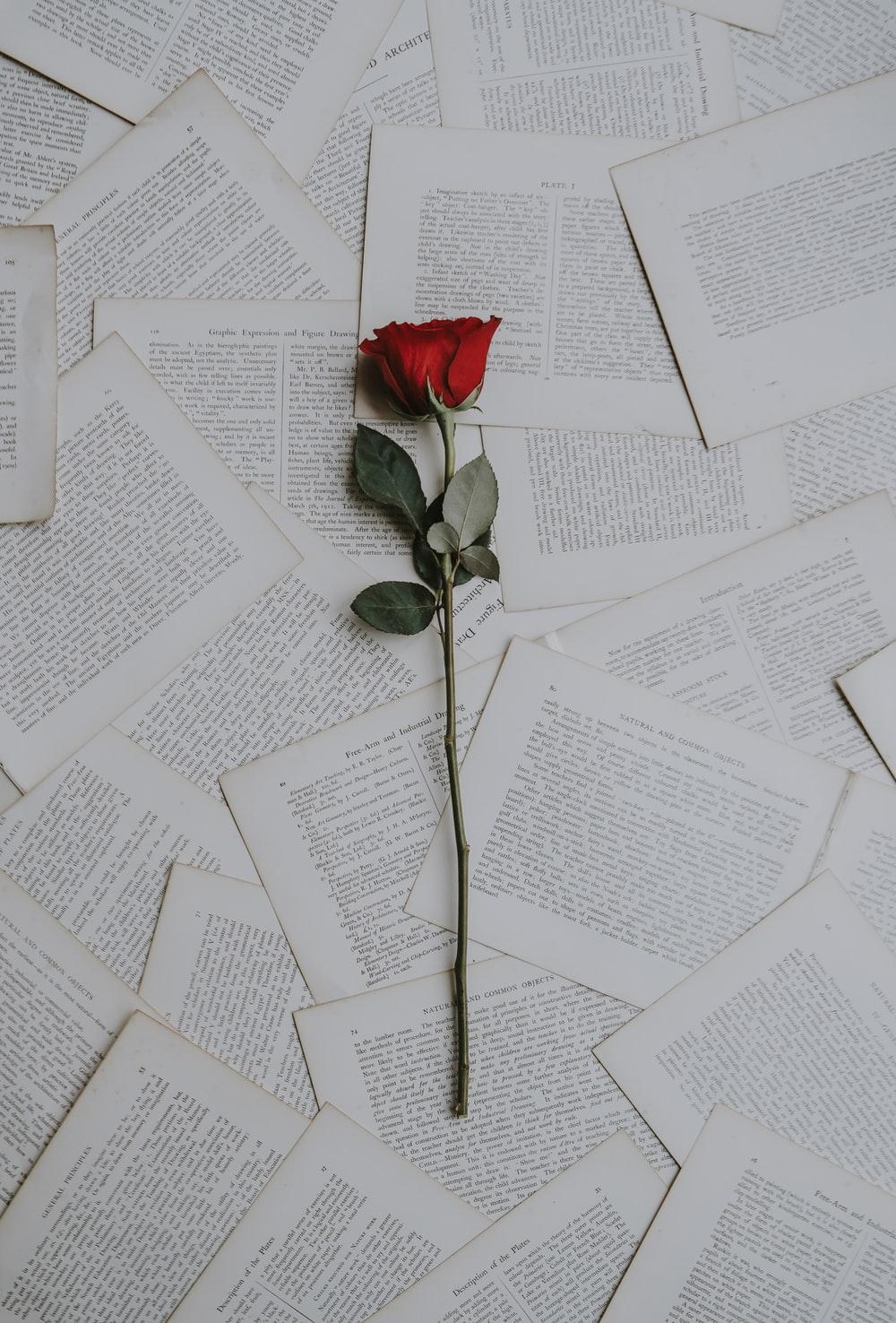 1000x1476 Rose Wallpaper: Free HD Download [HQ]