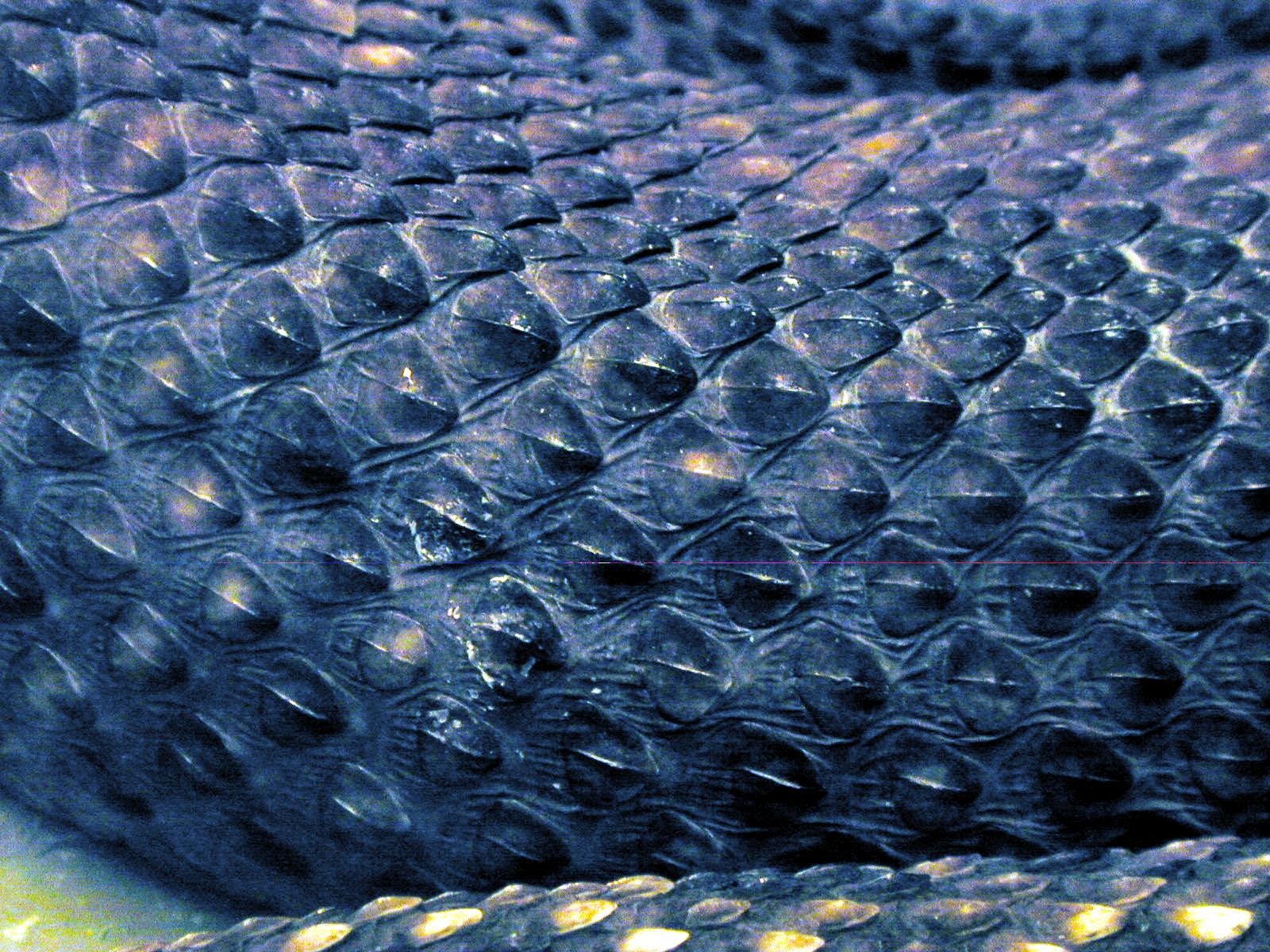 1600x1200 Scales ideas. dragon scale, dragon, scale skin