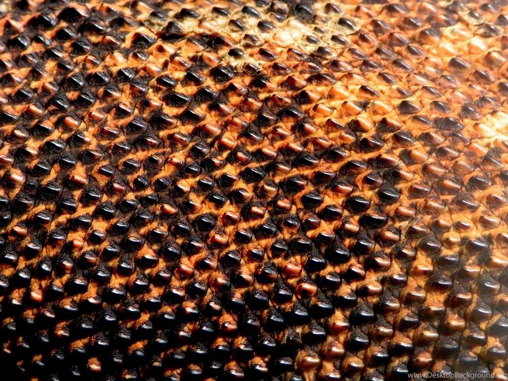 1024x768 Komodo Dragons Macro Scales Wallpaper Desktop Background