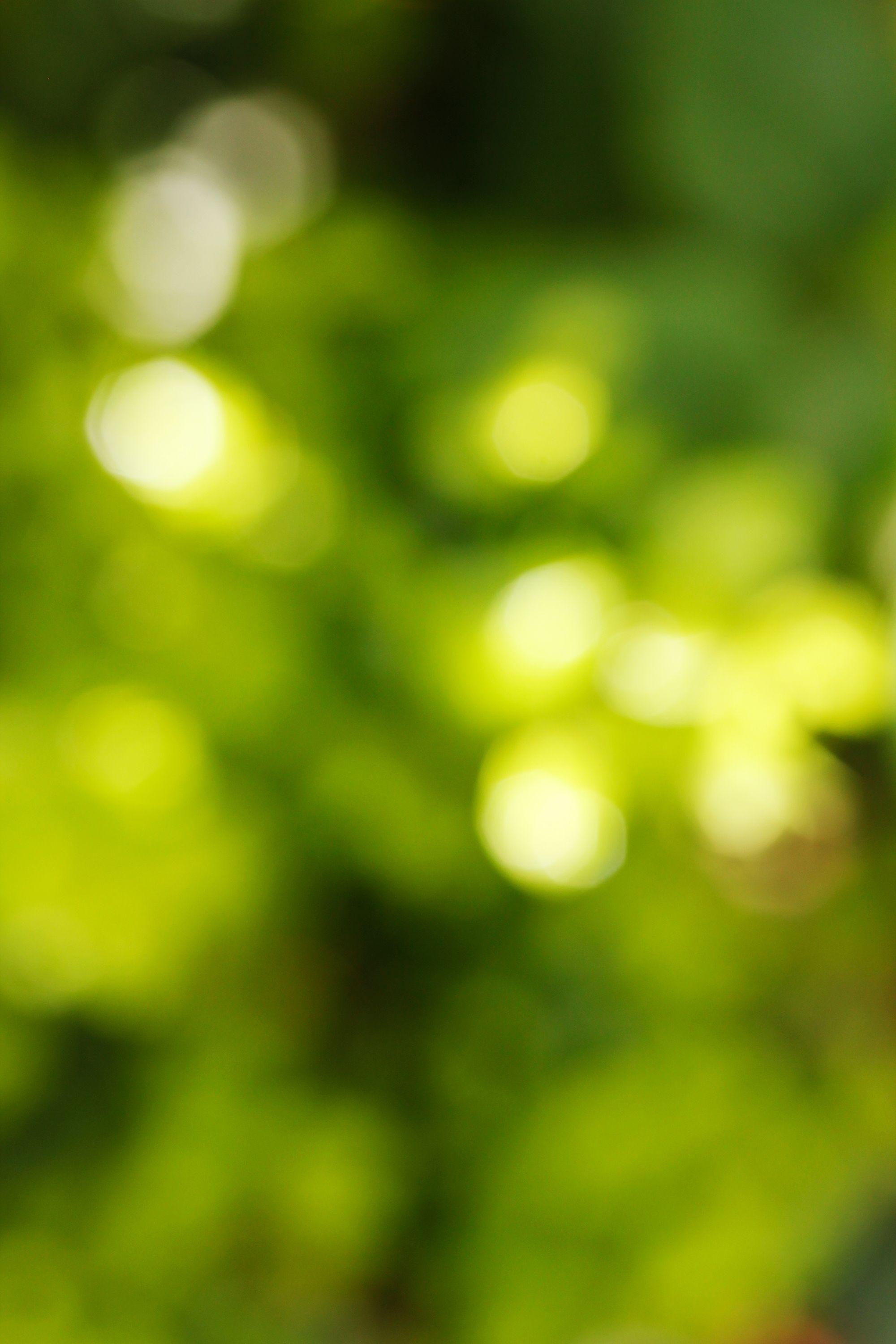 2000x3000 Bright Green Leaves Shining In Sunlight Blurred Background Links. Free. Blur background photography, Background for photography, Blur photo background