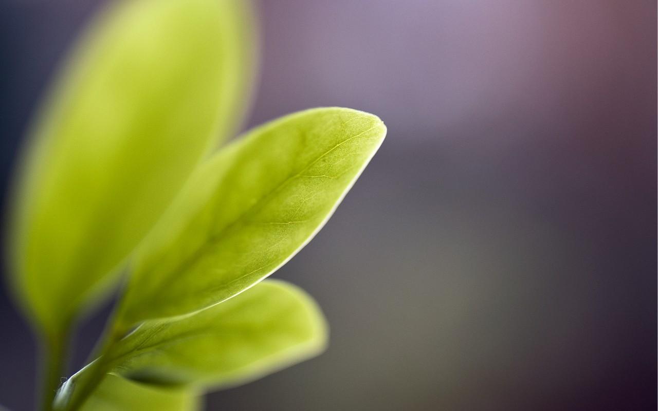 1280x800 Green leaves Blur Wallpaper 3D Models. Free