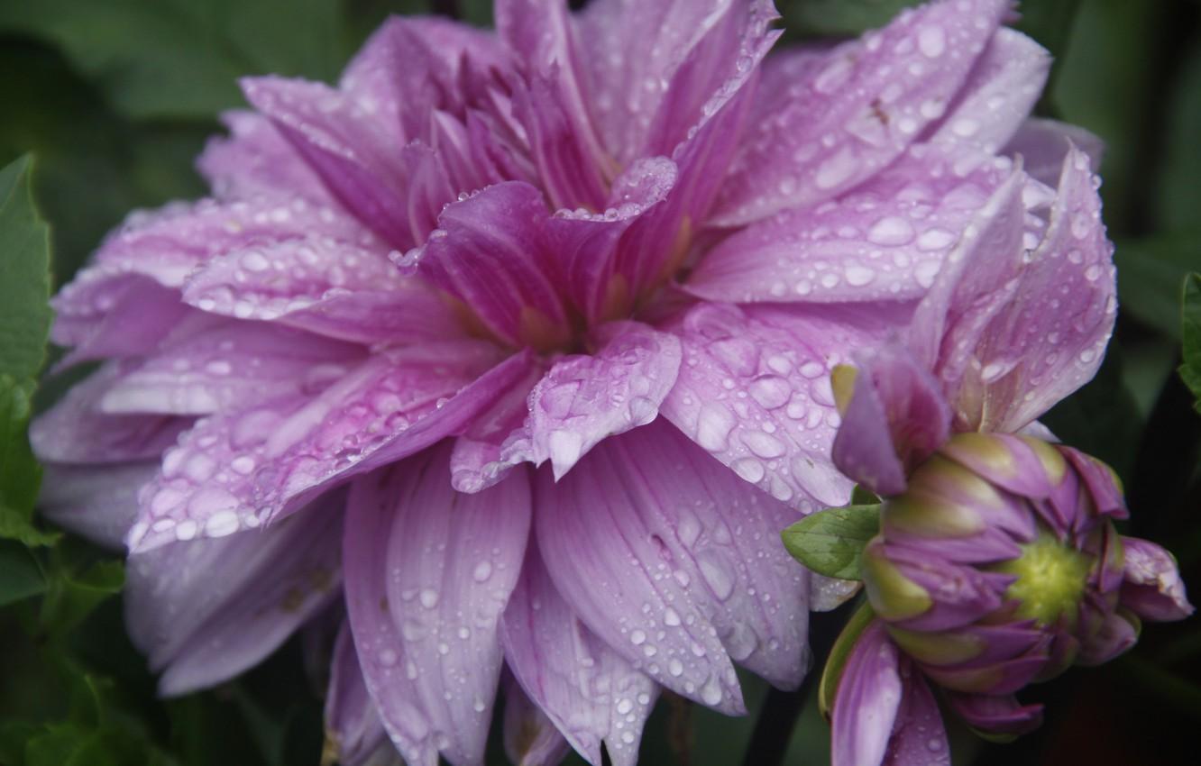 1332x850 Wallpaper flower, drops, macro, nature, background, rain, Wallpaper, plant, garden, village image for desktop, section макро