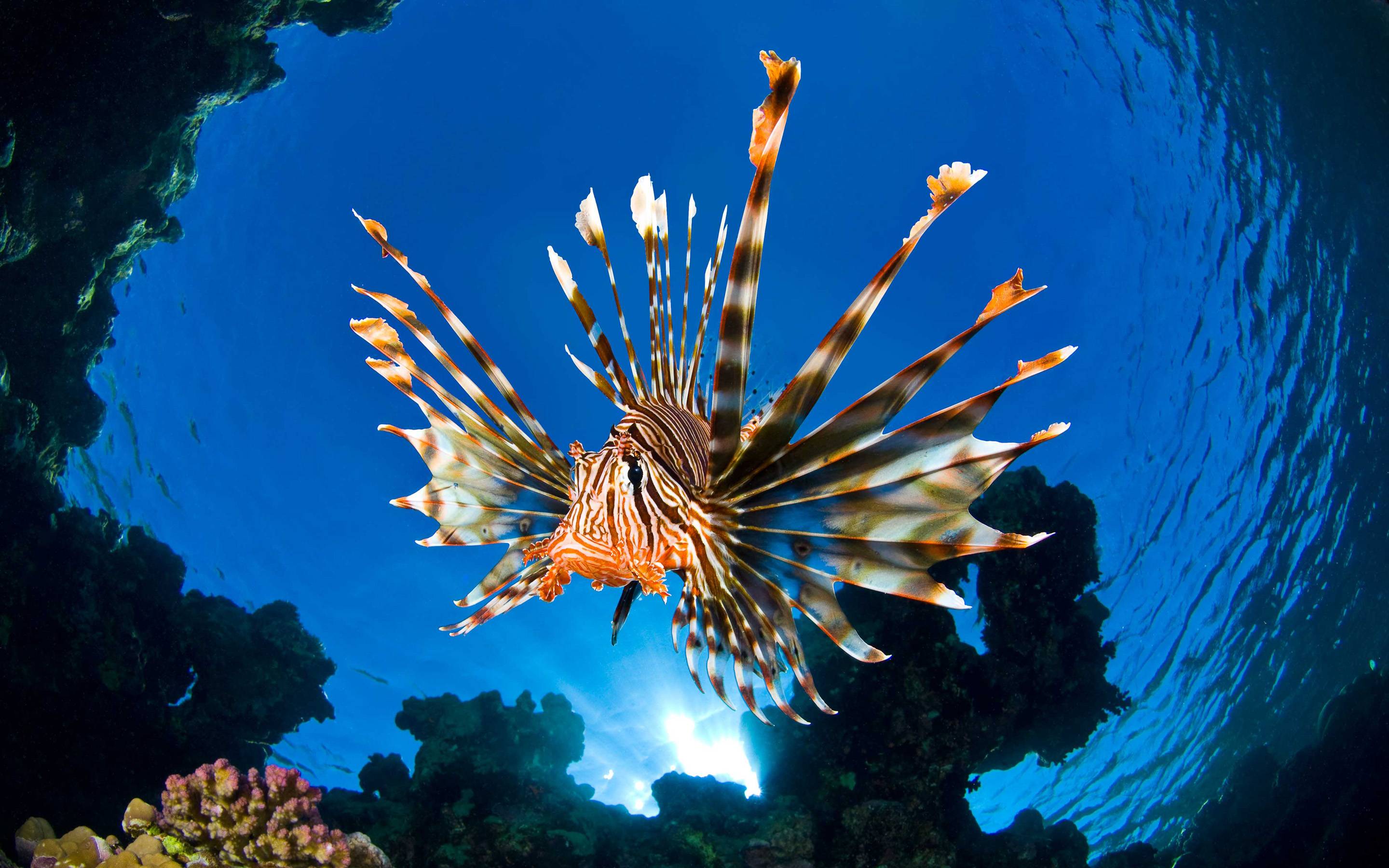 2880x1800 Lionfish Wallpaper