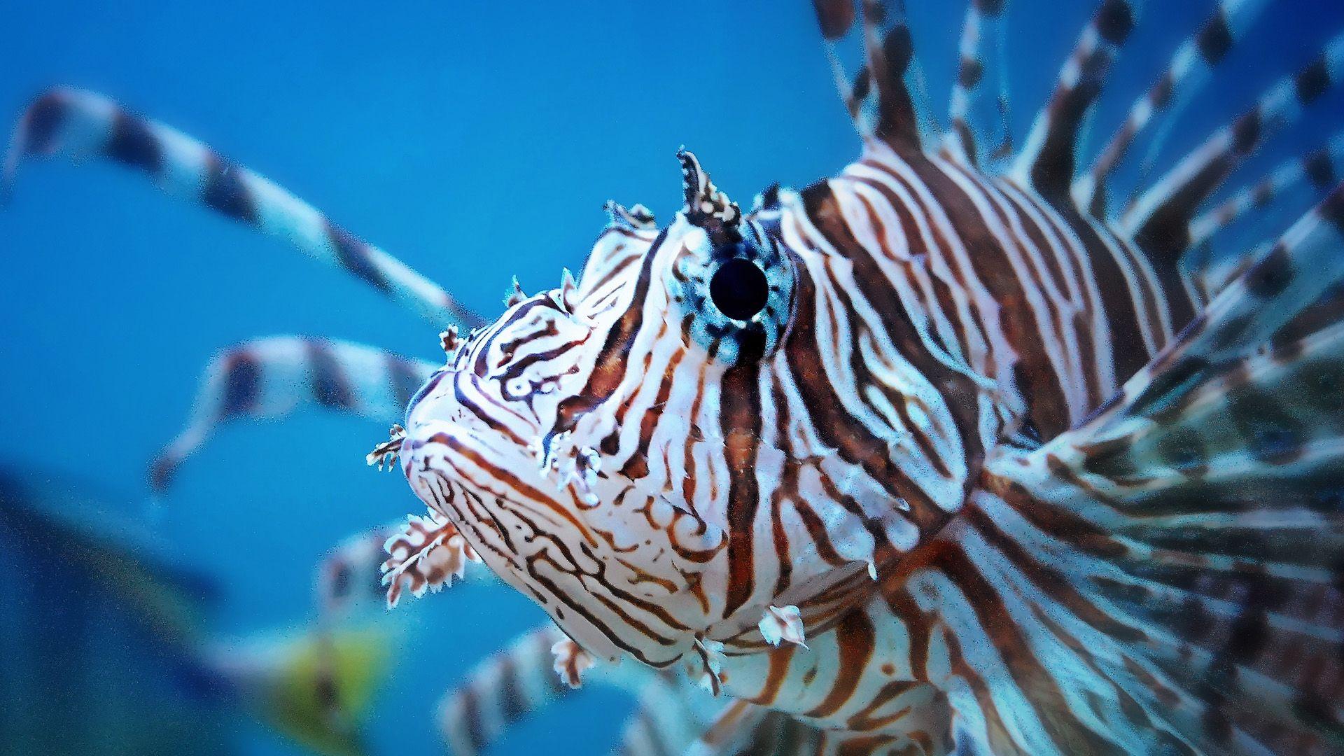 Lionfish Wallpapers Top Free Lionfish Backgrounds Wallpaperaccess