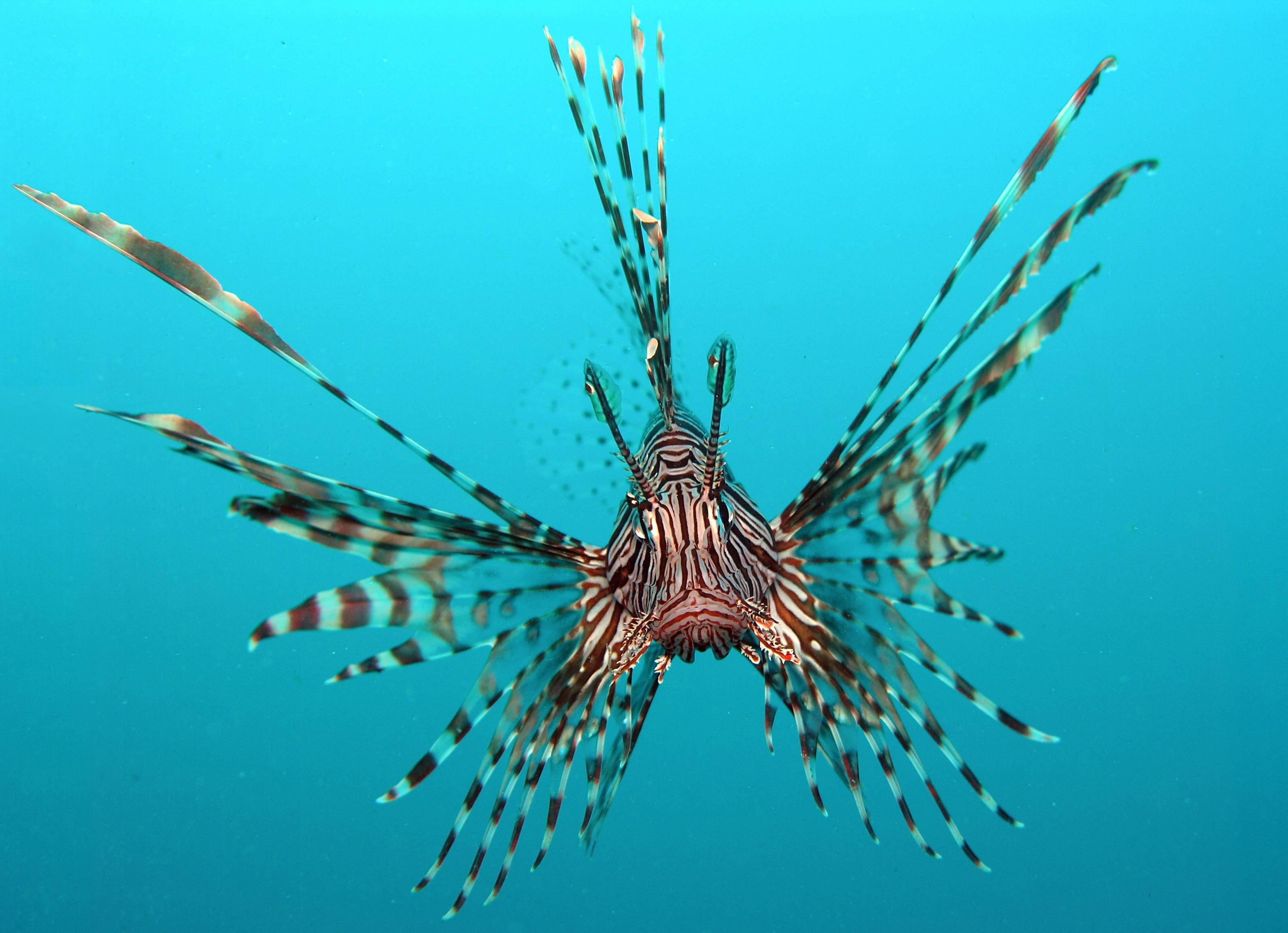 3182x2305 X Post From R AnimalPorn) Amazing Red Lionfish Wallpaper