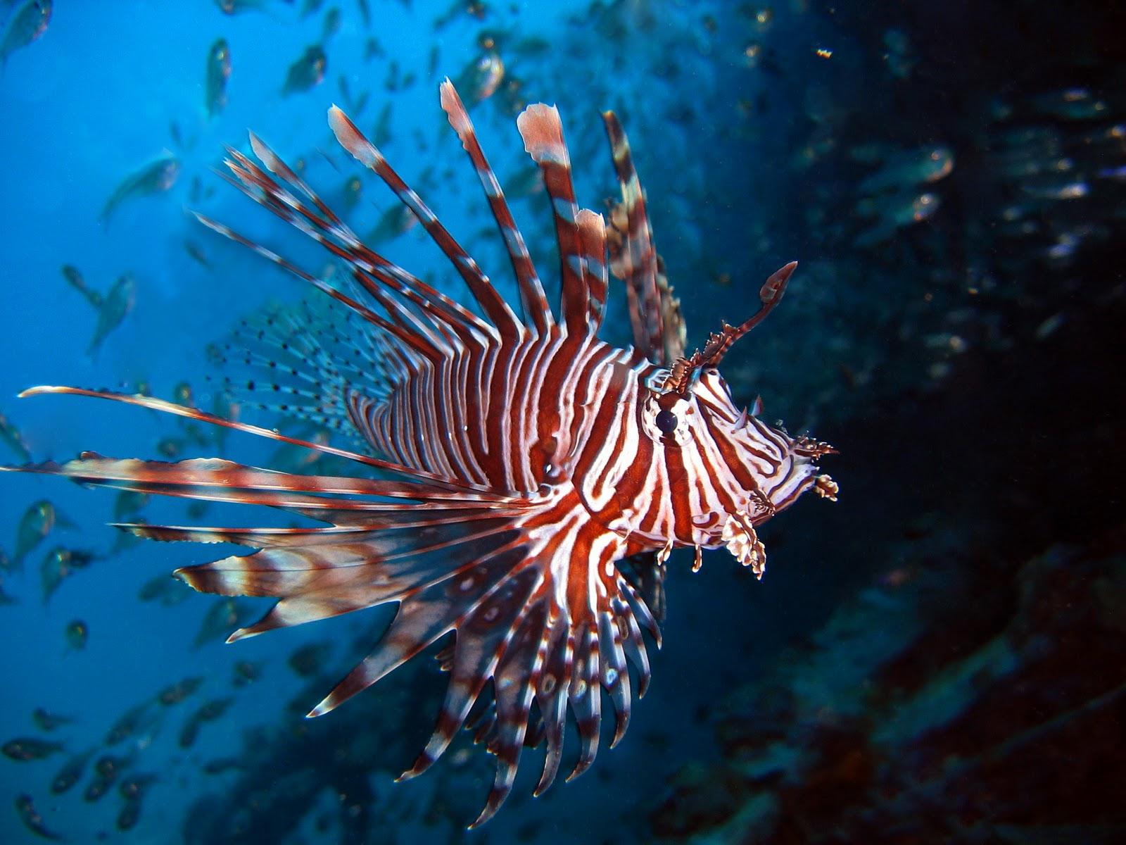 1600x1200 Lionfish Wallpaper