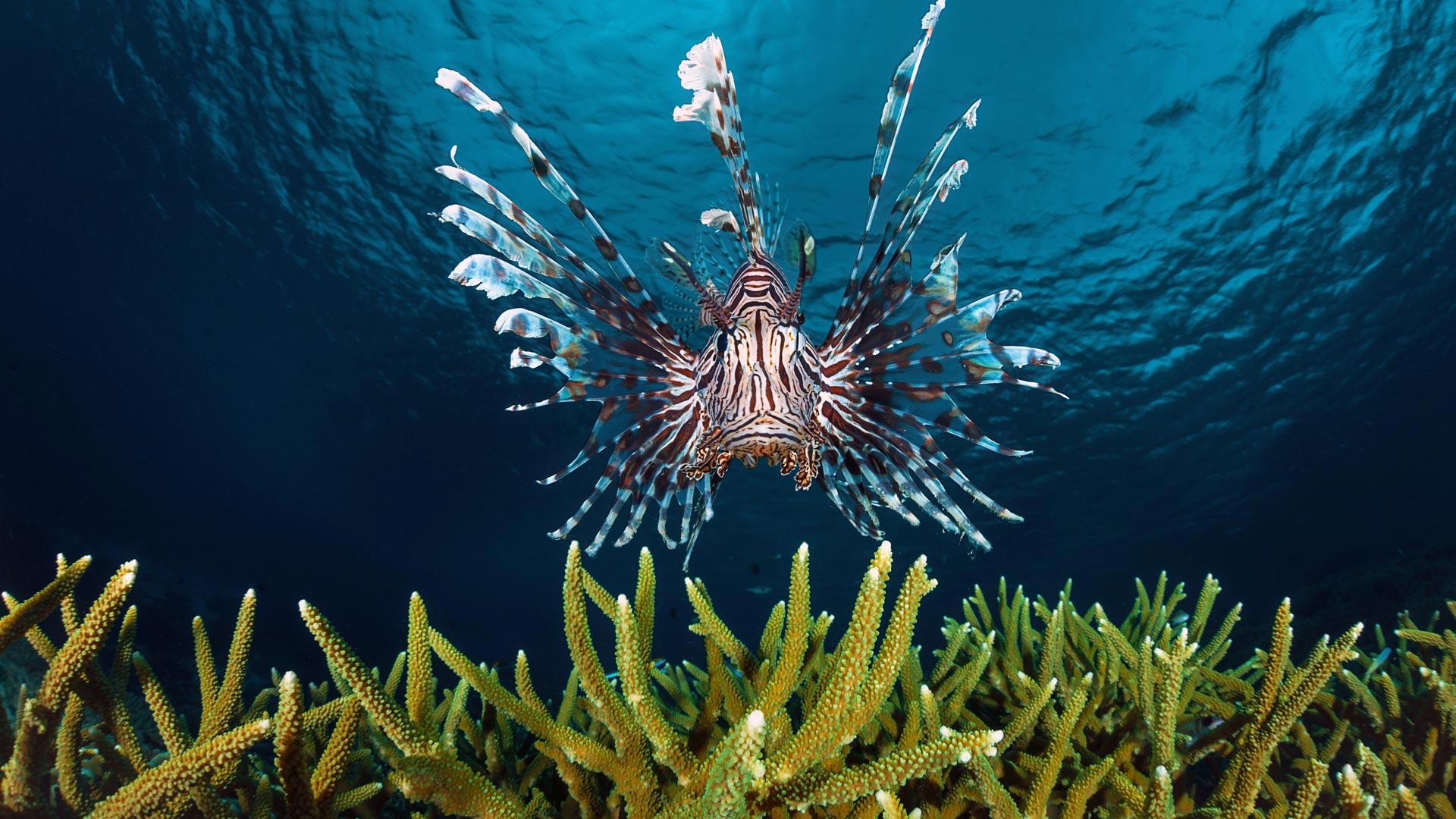 1920x1080 Bing image: Lionfish off the coast of Indonesia Wallpaper Gallery