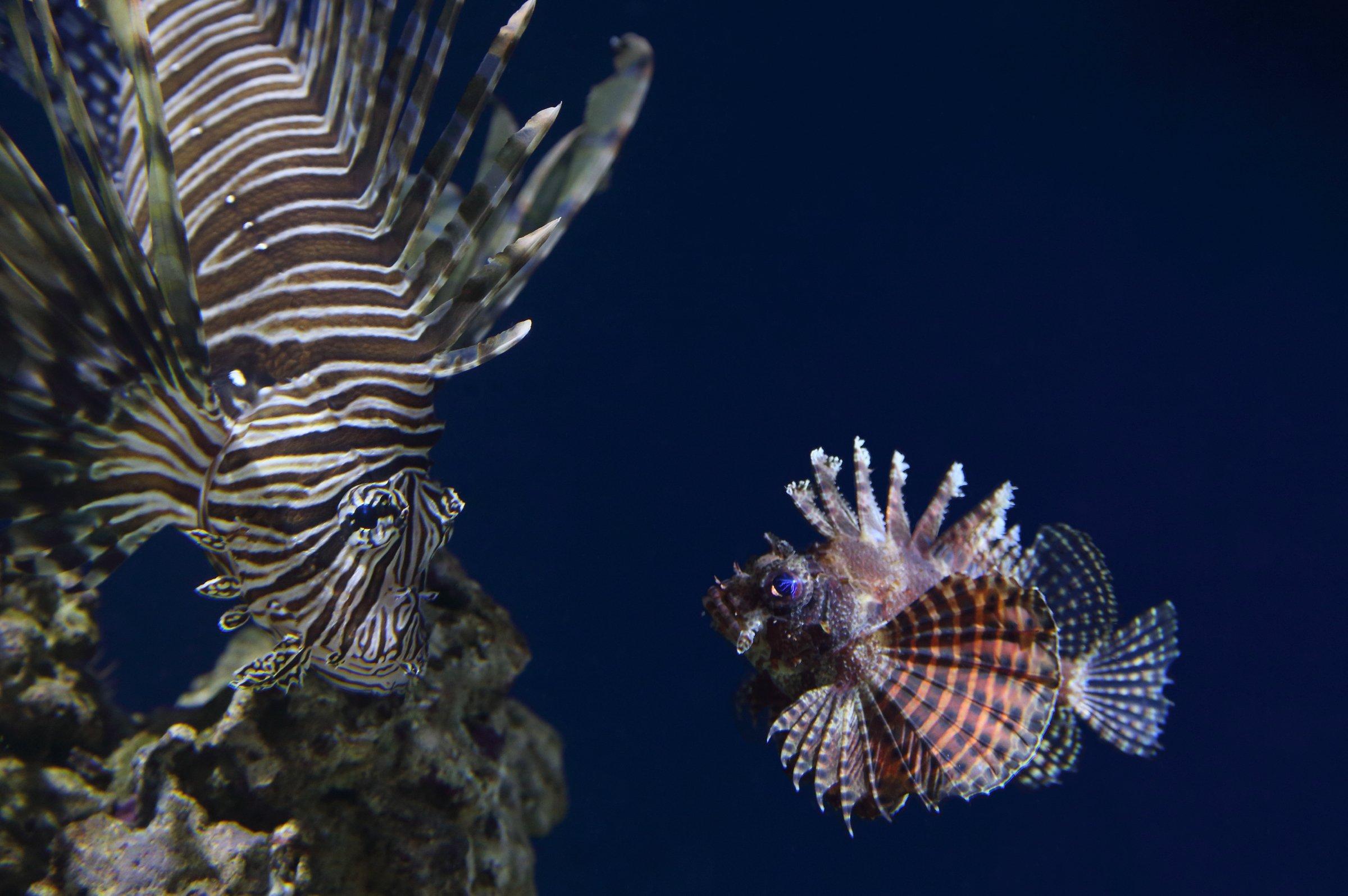 2400x1596 Lionfish. Wallpaper. Monterey Bay Aquarium