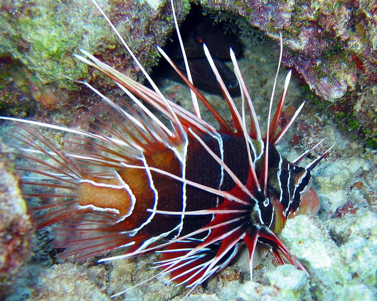 1280x1024 Lionfish Wallpaper