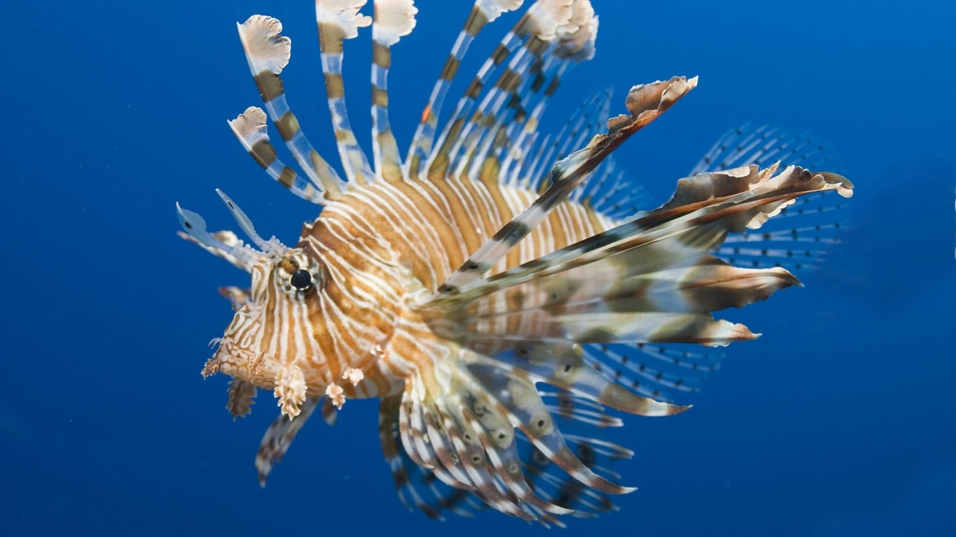 1920x1080 Lionfish Desktop Wallpaper 52575 1920x1080px