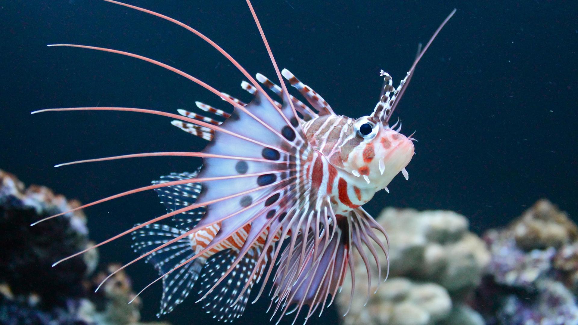 1920x1080 Free download antennata lionfish wallpaper HD wallpaper [1920x1080] for your Desktop, Mobile & Tablet. Explore Lionfish Wallpaper. Lionfish Wallpaper