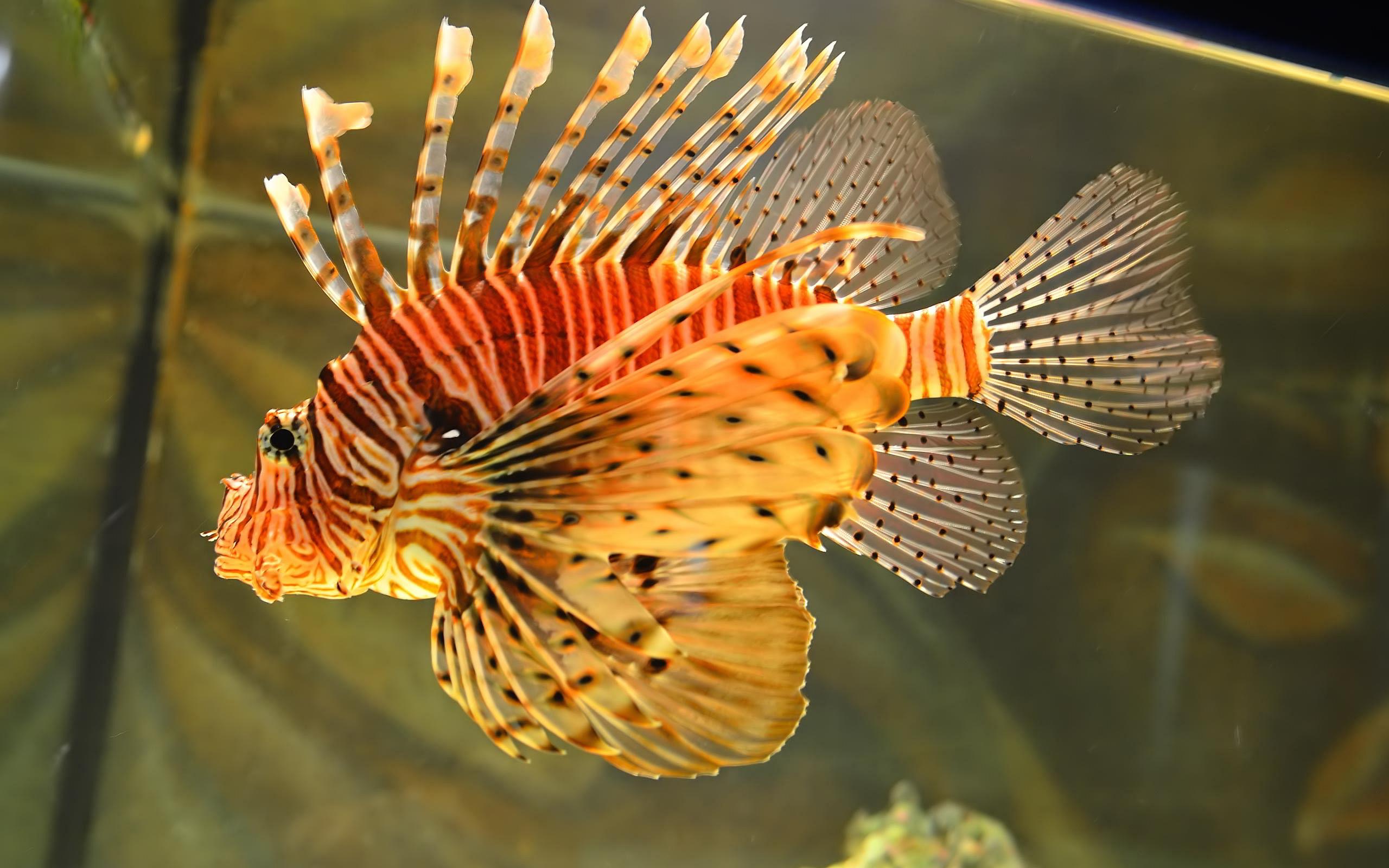 Lionfish Wallpapers - Top Free Lionfish Backgrounds - Wallpaperaccess