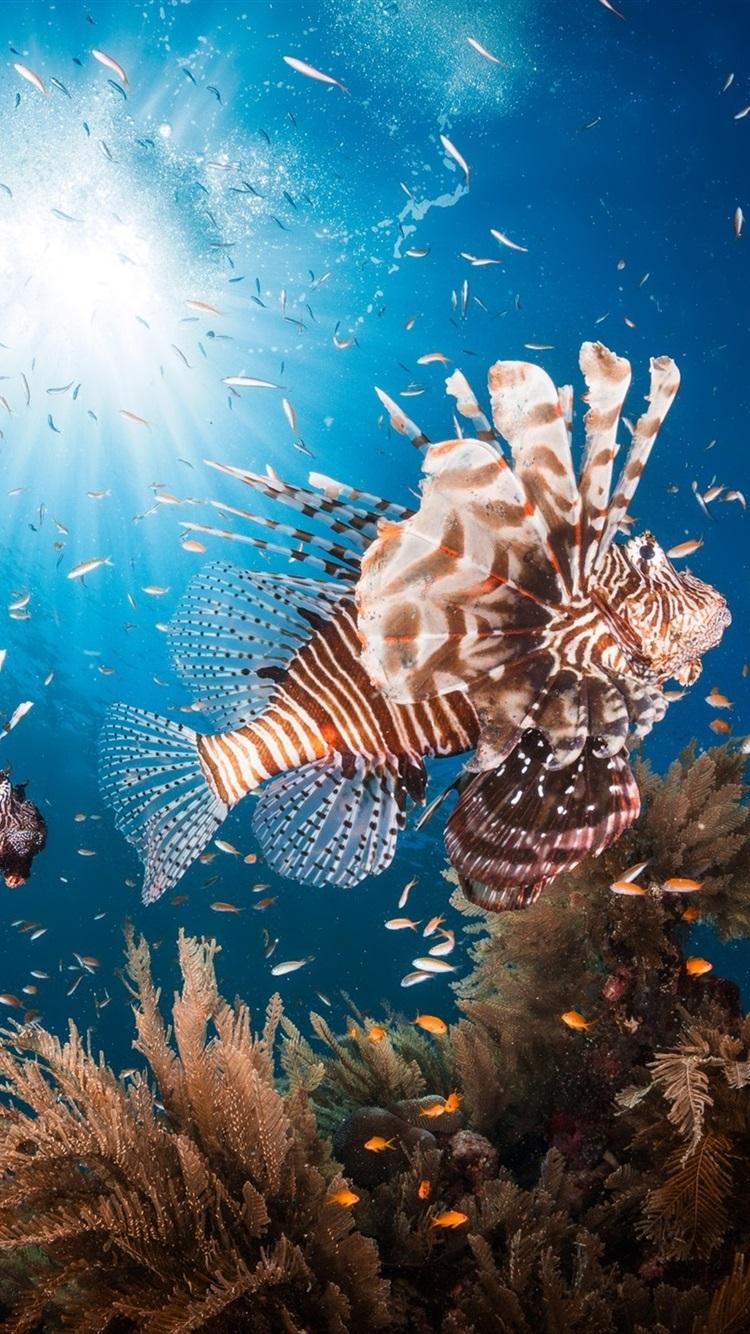 Lionfish Wallpapers - Top Free Lionfish Backgrounds - WallpaperAccess