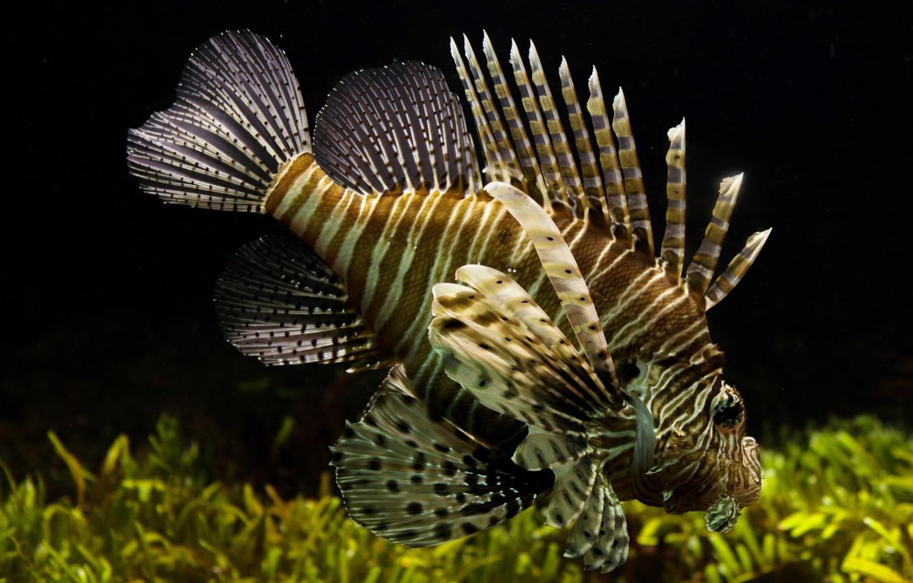 1332x850 Wallpaper Sea, The Ocean, Lionfish, Ray Finned Fish Image For Desktop, Section животные
