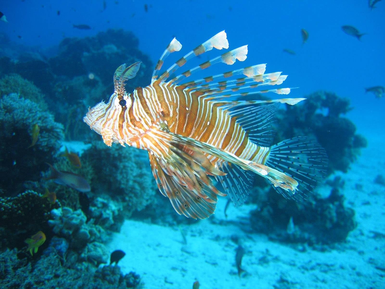 1600x1200 Lionfish Desktop and Mobile Wallpaper