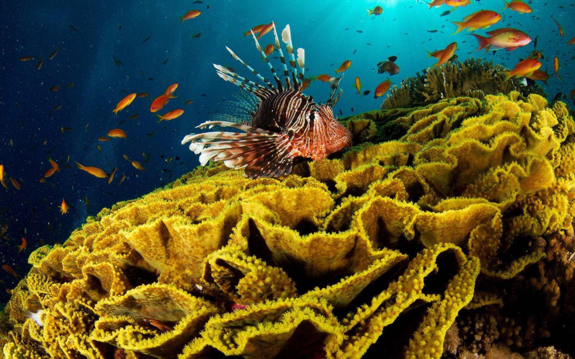 1920x1200 Lionfish Wallpaper 44701 1920x1200px