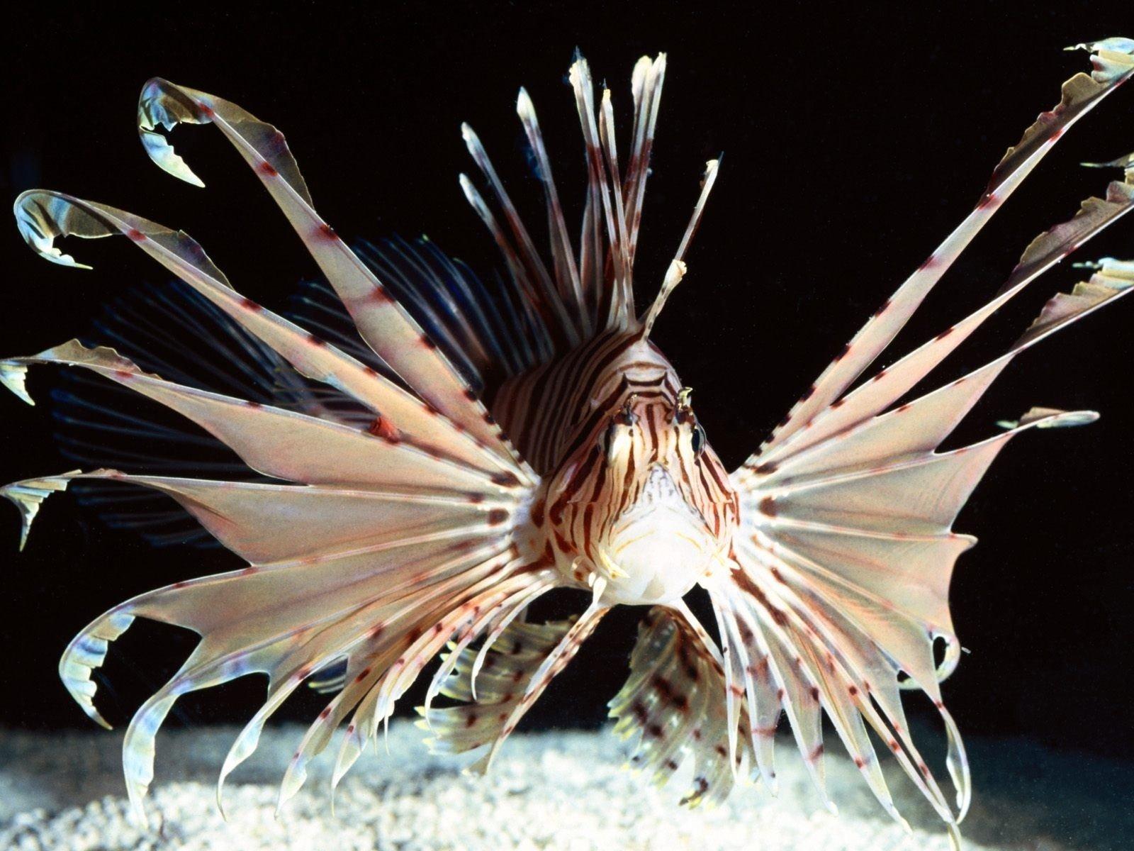 1600x1200 underwater, Fish, Lionfish HD Wallpaper / Desktop and Mobile Image & Photo
